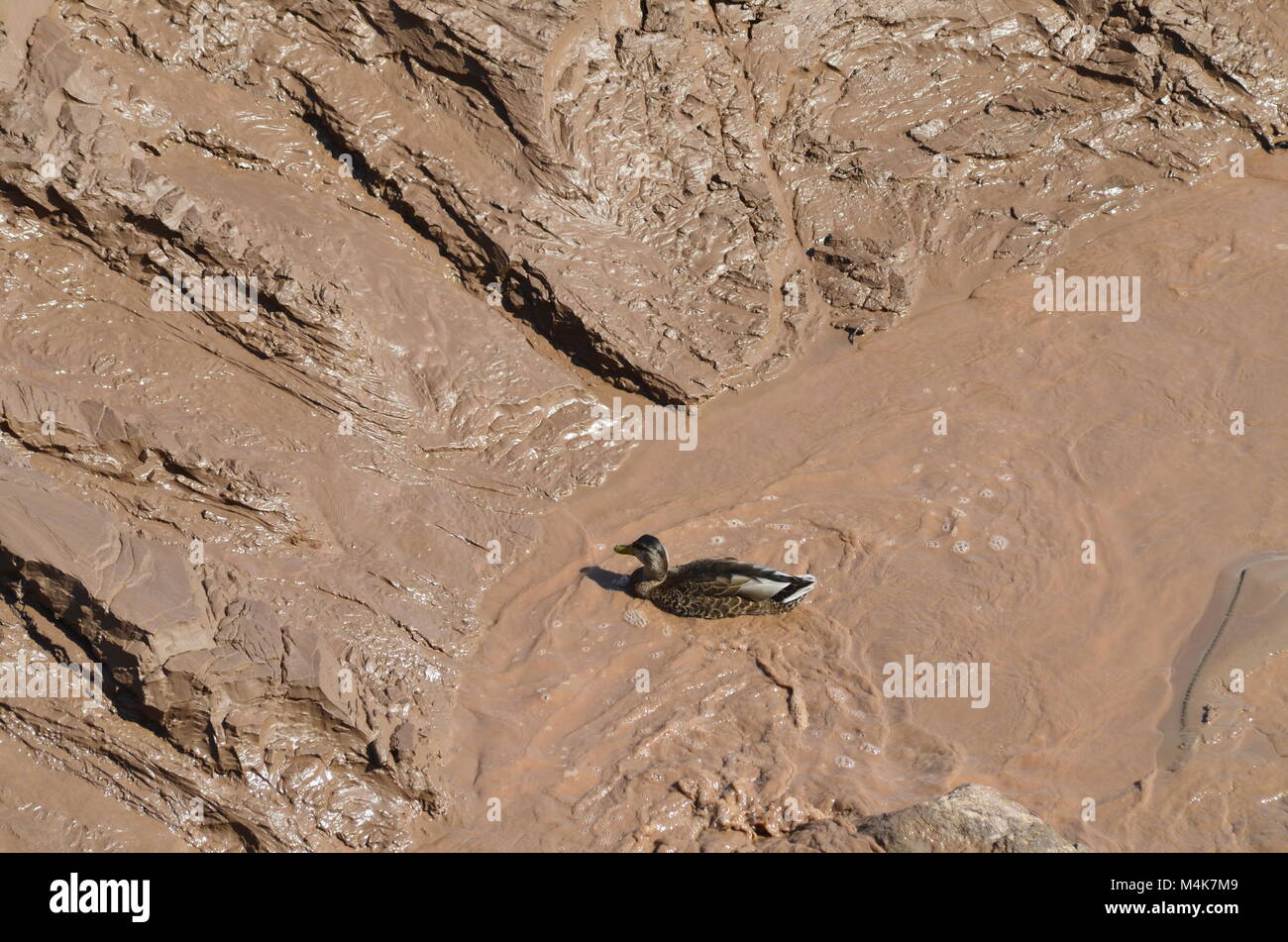 Confus, un canard a trouvé un endroit pour nager mais en fait, c'est qu'un sol trou sans que l'eau propre dans le site Banque D'Images