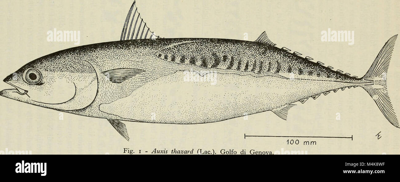 Annali del Museo Civico di Storia Naturale Giacomo Doria (1963) (18383869636) Banque D'Images