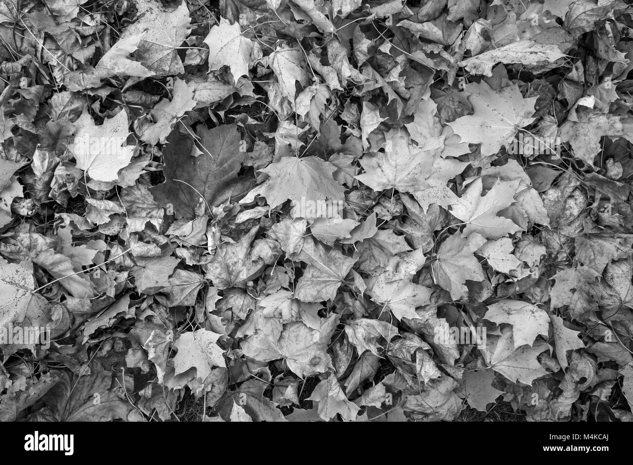 Feuilles D rable Tomb s Sur Le Sol L automne Vues De Dessus En Noir