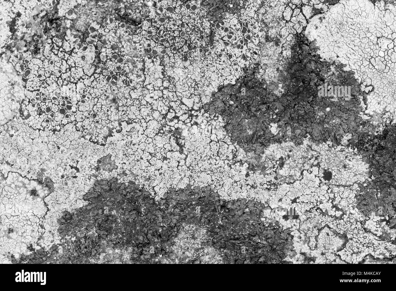 Close-up de différentes sortes de lichens sur un rocher en noir et blanc. Banque D'Images