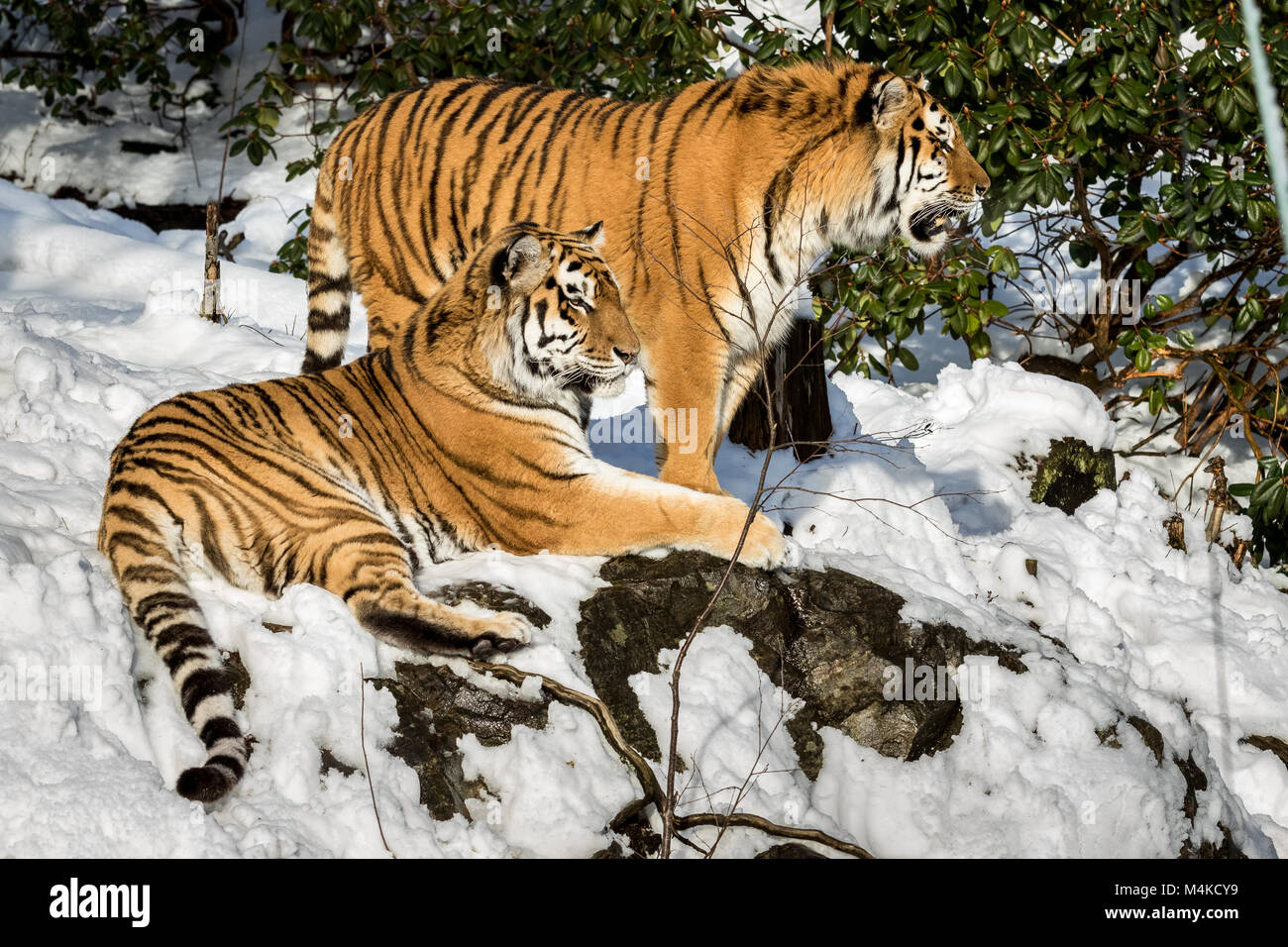 Deux tigre de Sibérie, Panthera tigris altaica, hommes et femmes se reposant dans la neige dans la forêt. Zoo. Banque D'Images