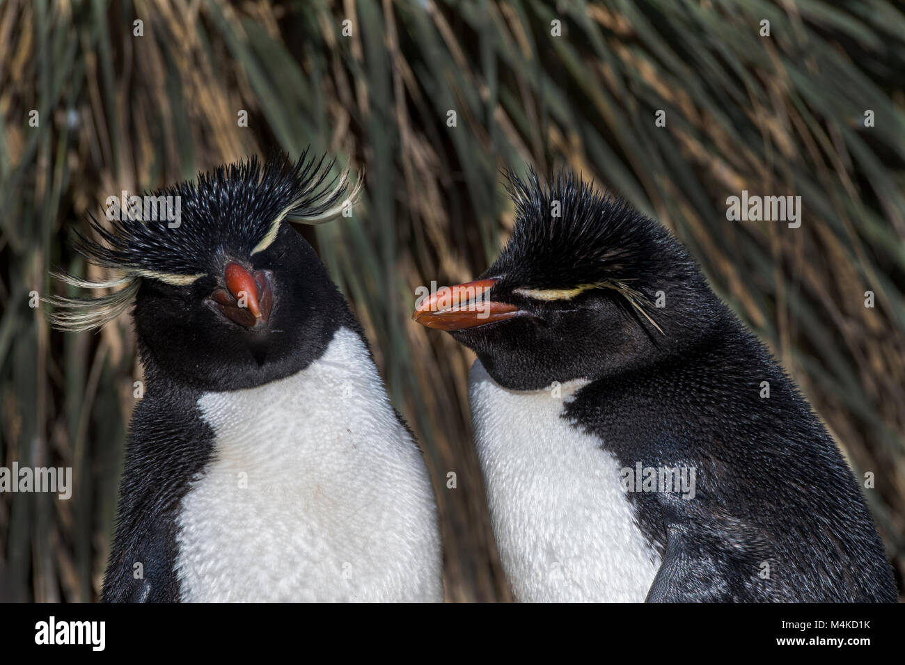Îles Malouines, l'île de West Point. Détail de Rockhopper Penguin (Eudyptes chrysocome) sauvage : Banque D'Images