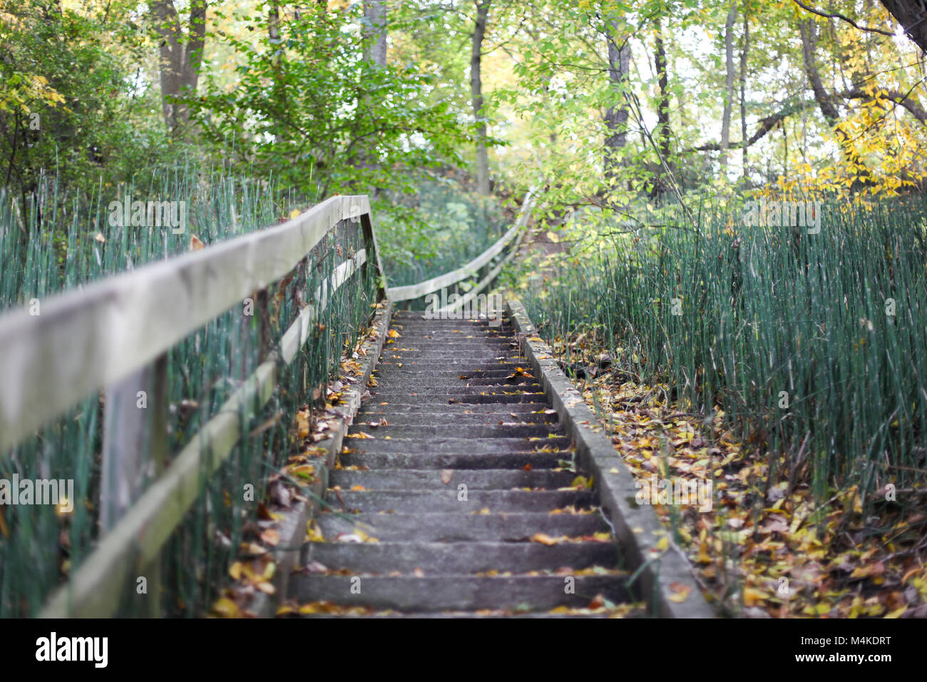 Un escalier en bois avec des lignes dans l'automne entouré de verdure Banque D'Images