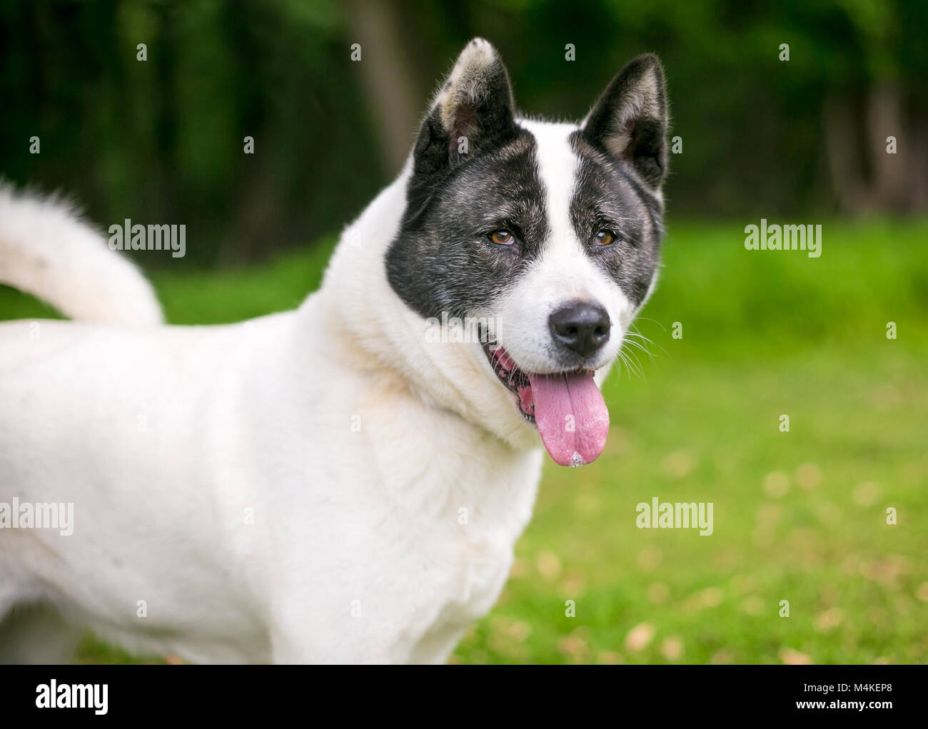 Portrait d'un chien Akita Banque D'Images