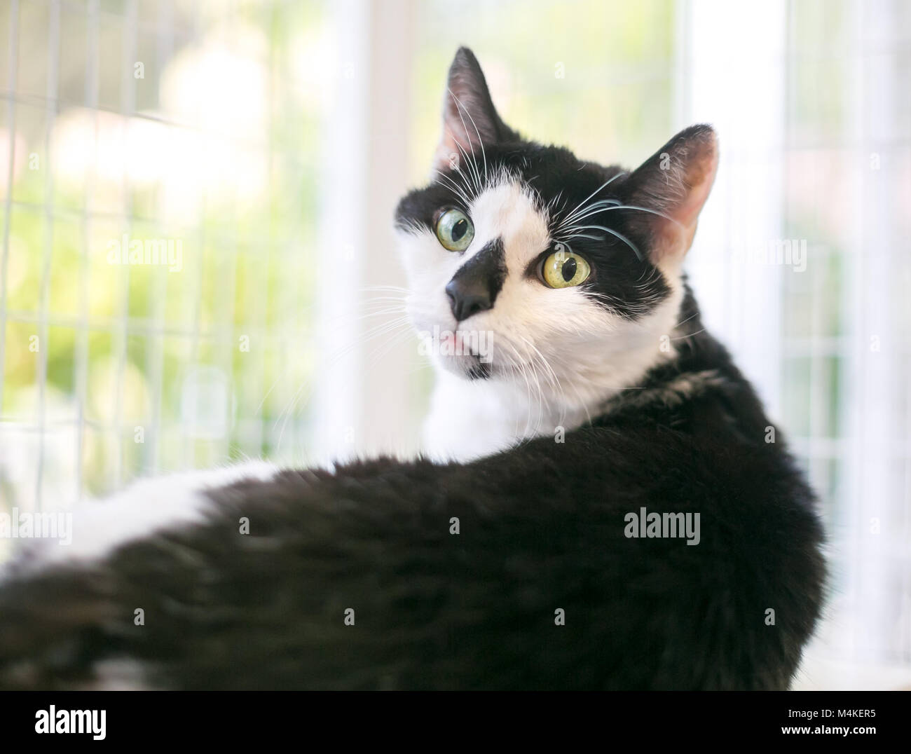 Portrait d'un noir et blanc shorthair domestique cat dans une ambiance à la poser sur son épaule Banque D'Images