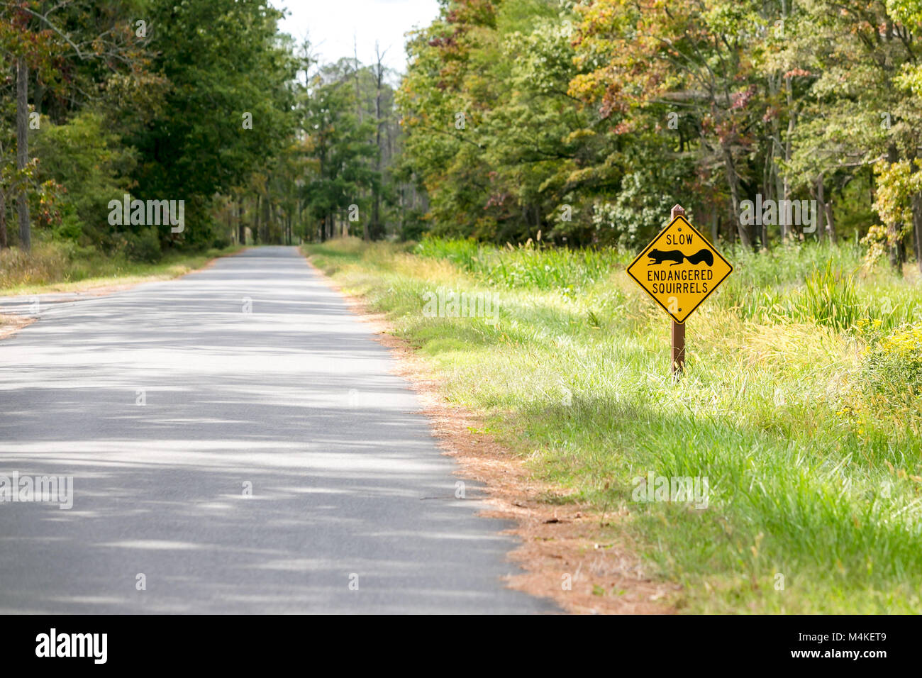 Road sign warning les automobilistes à faire attention aux espèces en Péninsule Delmarva Fox écureuils à Blackwater National Wildlife Refuge, Maryland Banque D'Images
