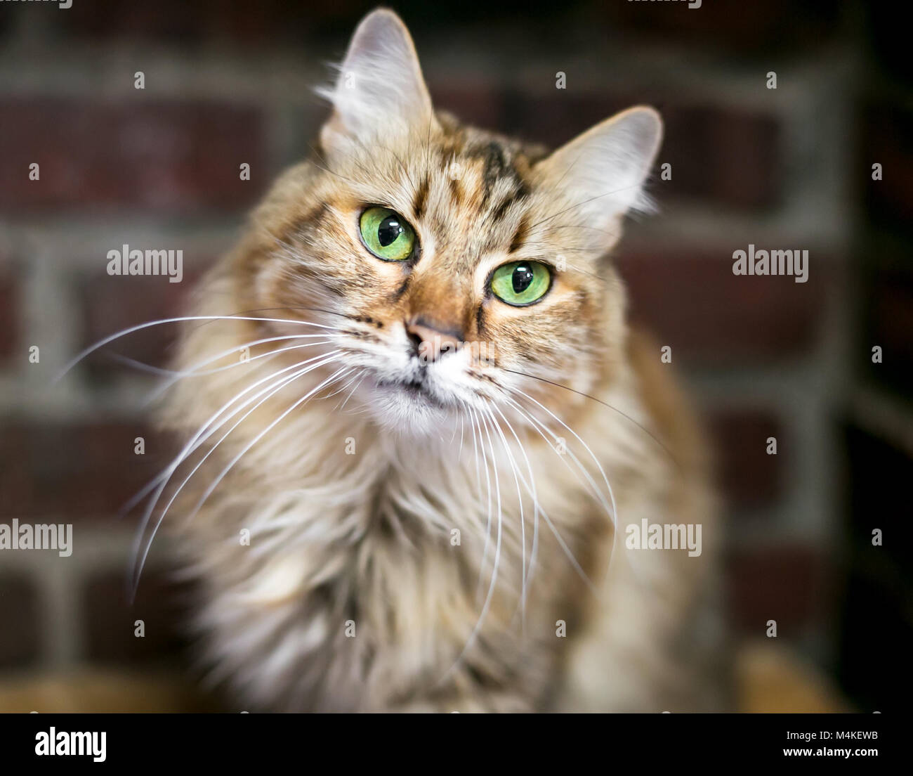Portrait d'un brown tabby cat longhair intérieure avec de beaux yeux verts Banque D'Images