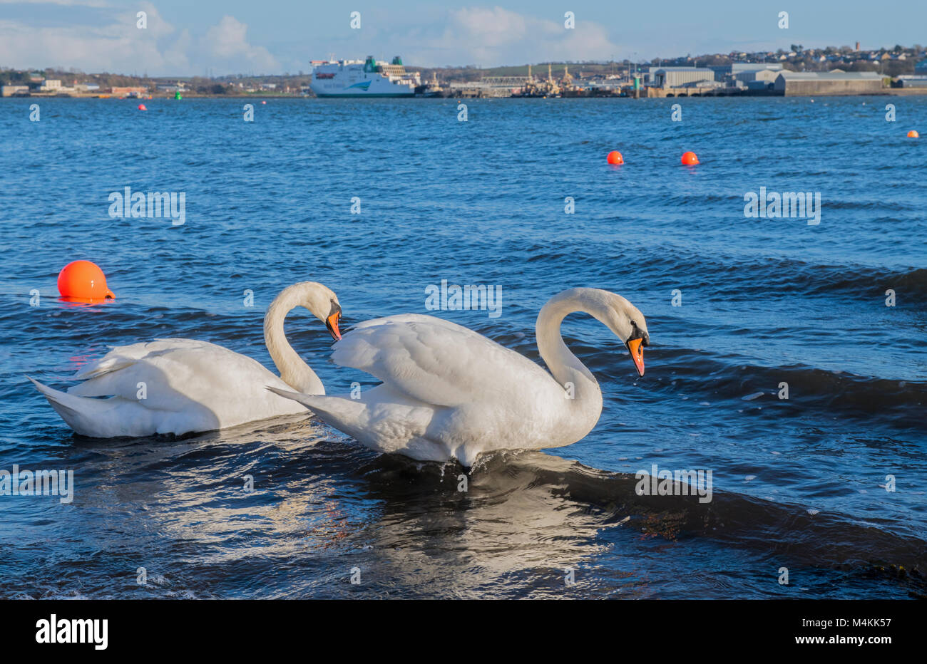 Deux cygnes sur la rivière Cleddau, Pembrokeshire, à Llanstadwell. Banque D'Images