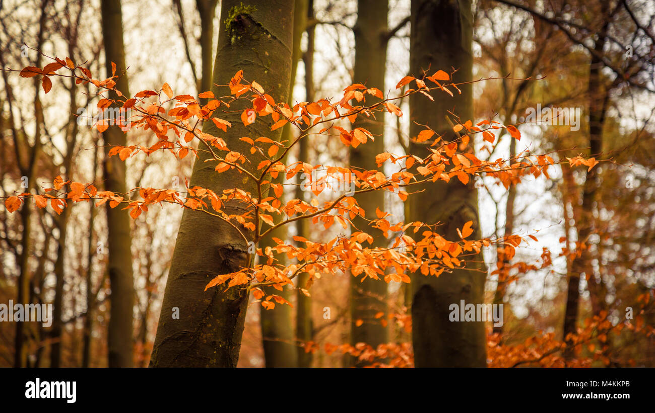 Forêt d'or Banque de photographies et d’images à haute résolution - Alamy
