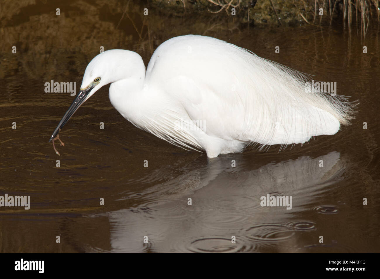 Aigrette garzette (Egretta garzetta) nourrir les oiseaux dans les régions côtières de digue à Farlington Marshes Nature Reserve dans le Hampshire, au Royaume-Uni Banque D'Images