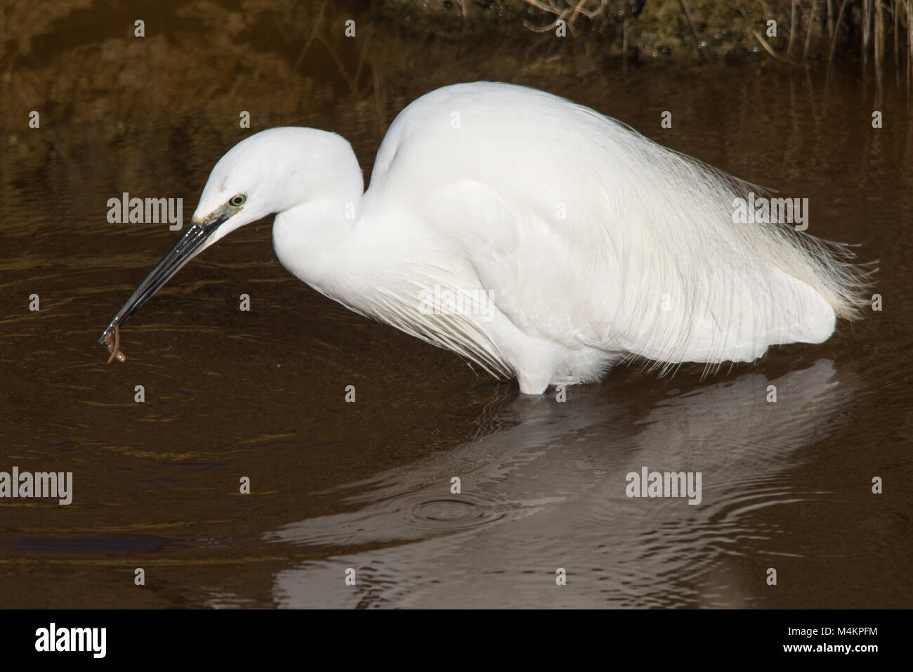 Aigrette garzette (Egretta garzetta) nourrir les oiseaux dans les régions côtières de digue à Farlington Marshes Nature Reserve dans le Hampshire, au Royaume-Uni Banque D'Images