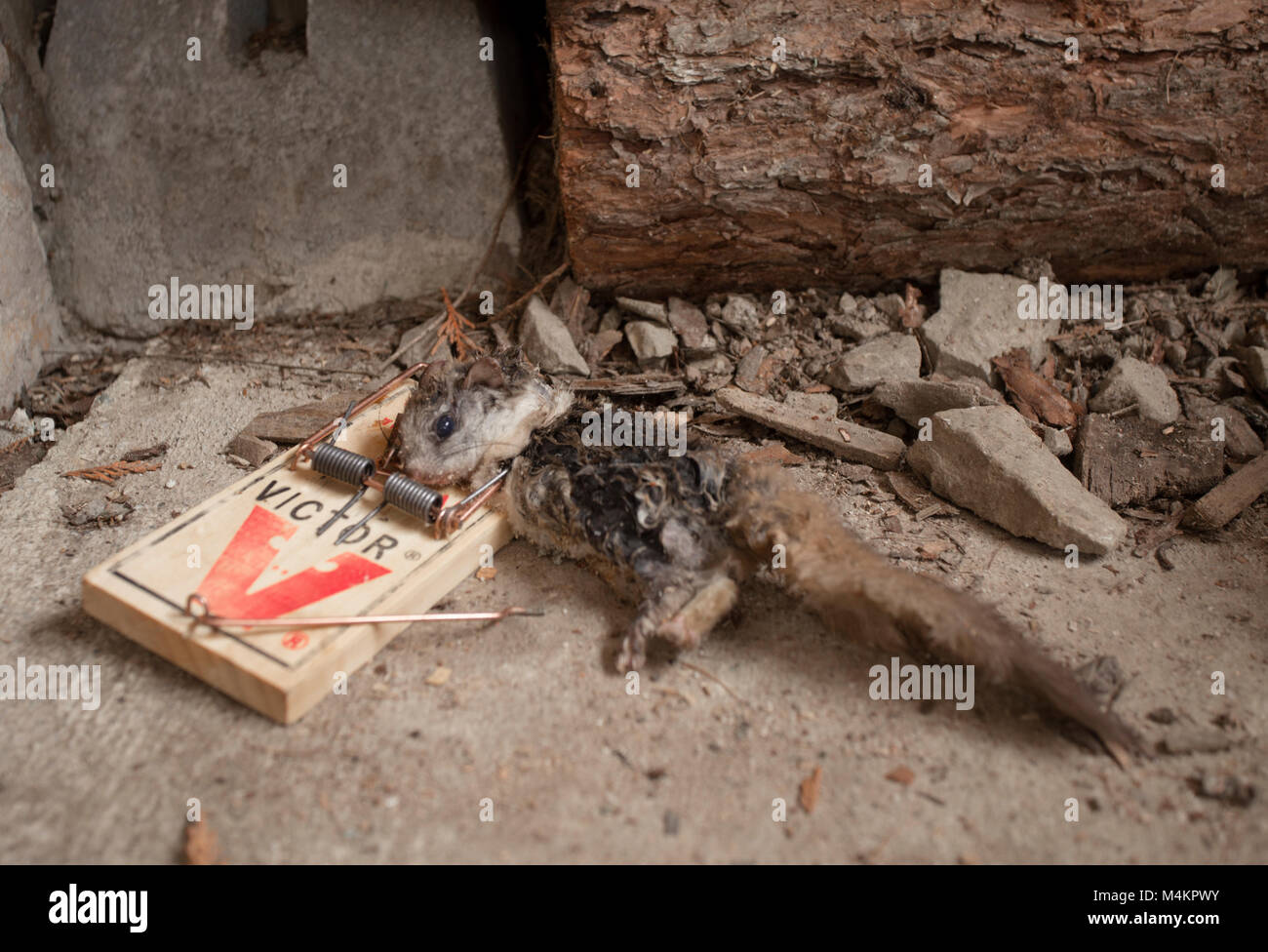 Touffue morte dans un piège à rat Victor. À queue touffue, packrat, Neotoma cinerea Banque D'Images