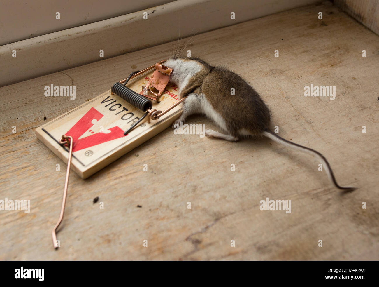 Une souris morte dans un piège à souris Victor. Souris commune, Mus musculus domesticus Banque D'Images