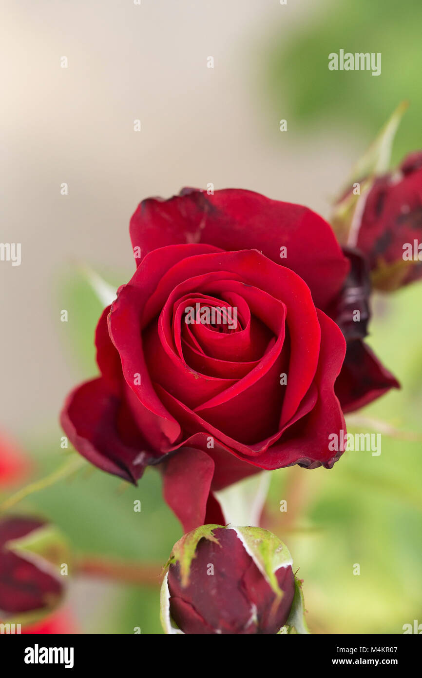 Belle, douce, fleur, macro, rouge, rose, merveilleux Banque D'Images