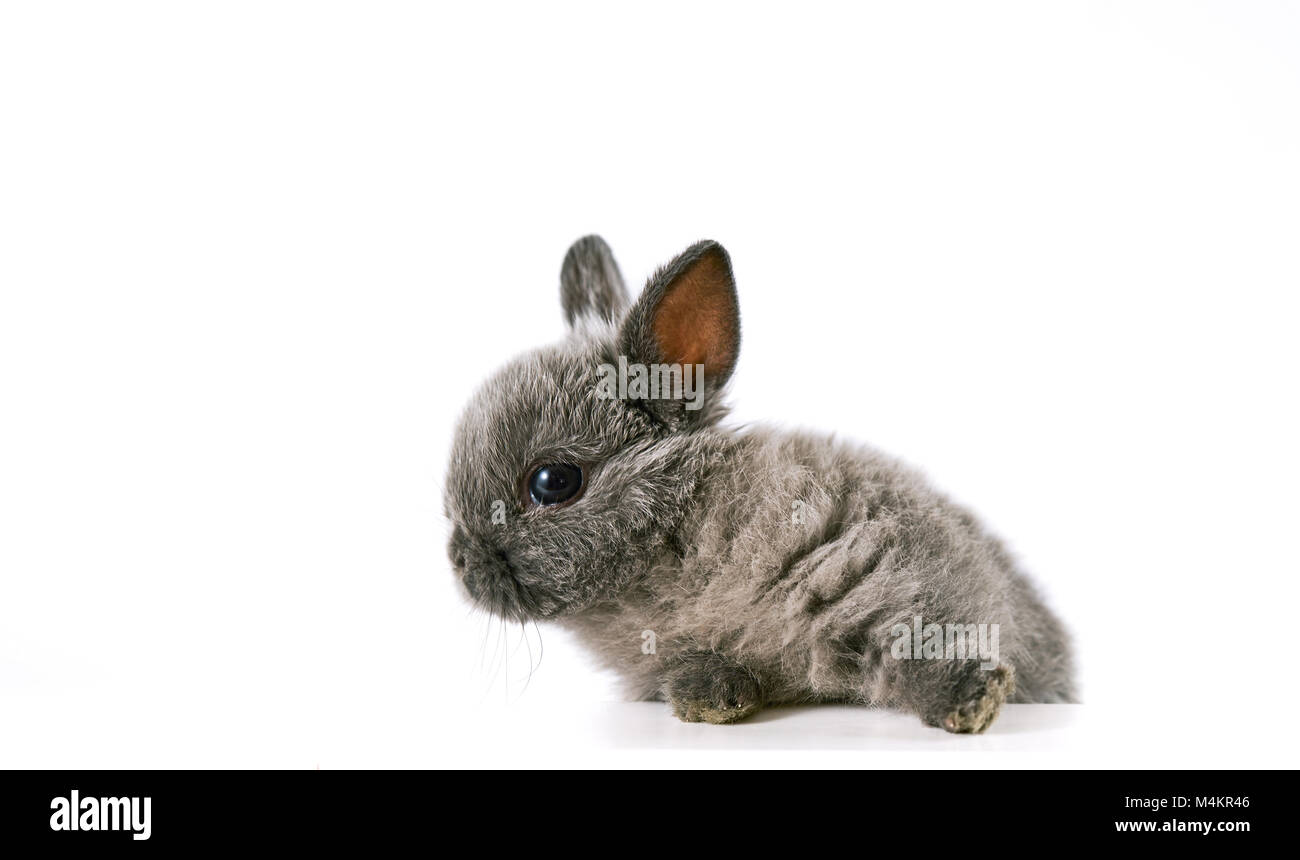 Bebe Lapin Banque D Images Detourees Alamy