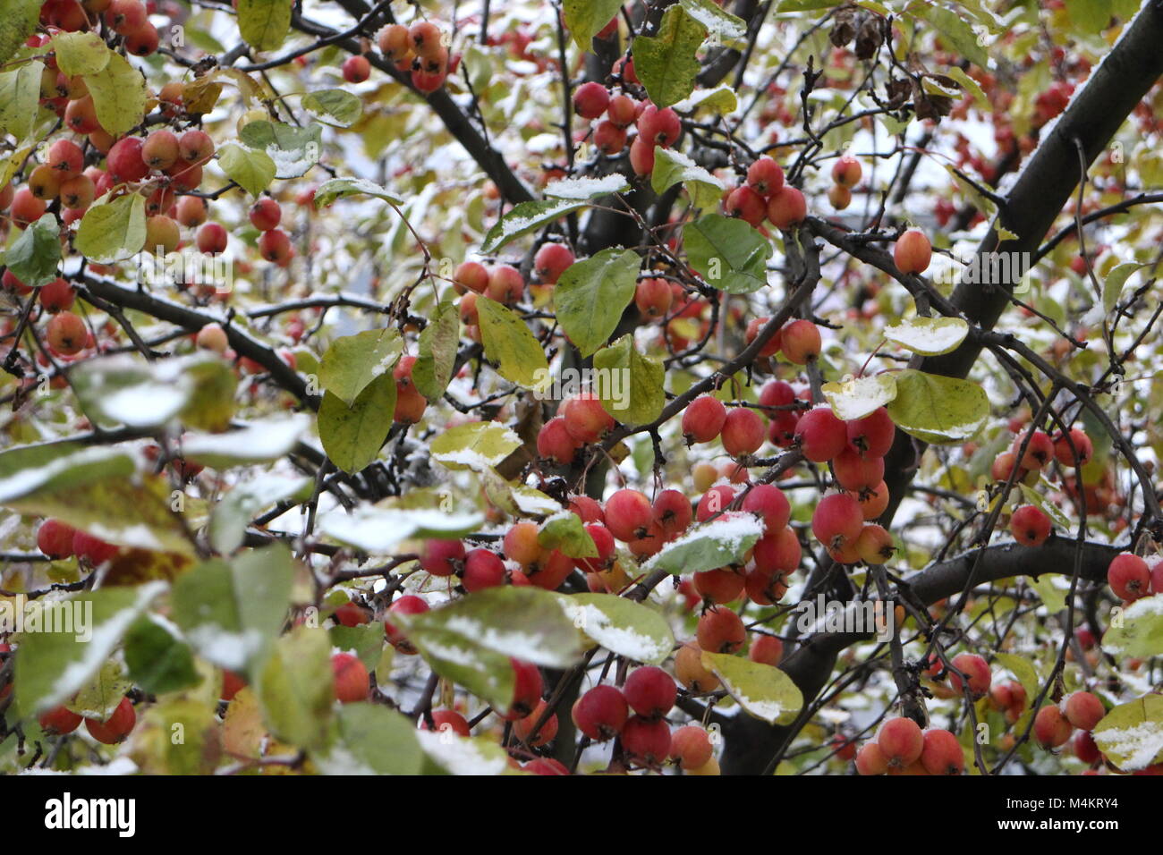 Pommes rouges sur les branches couvertes de neige Banque D'Images