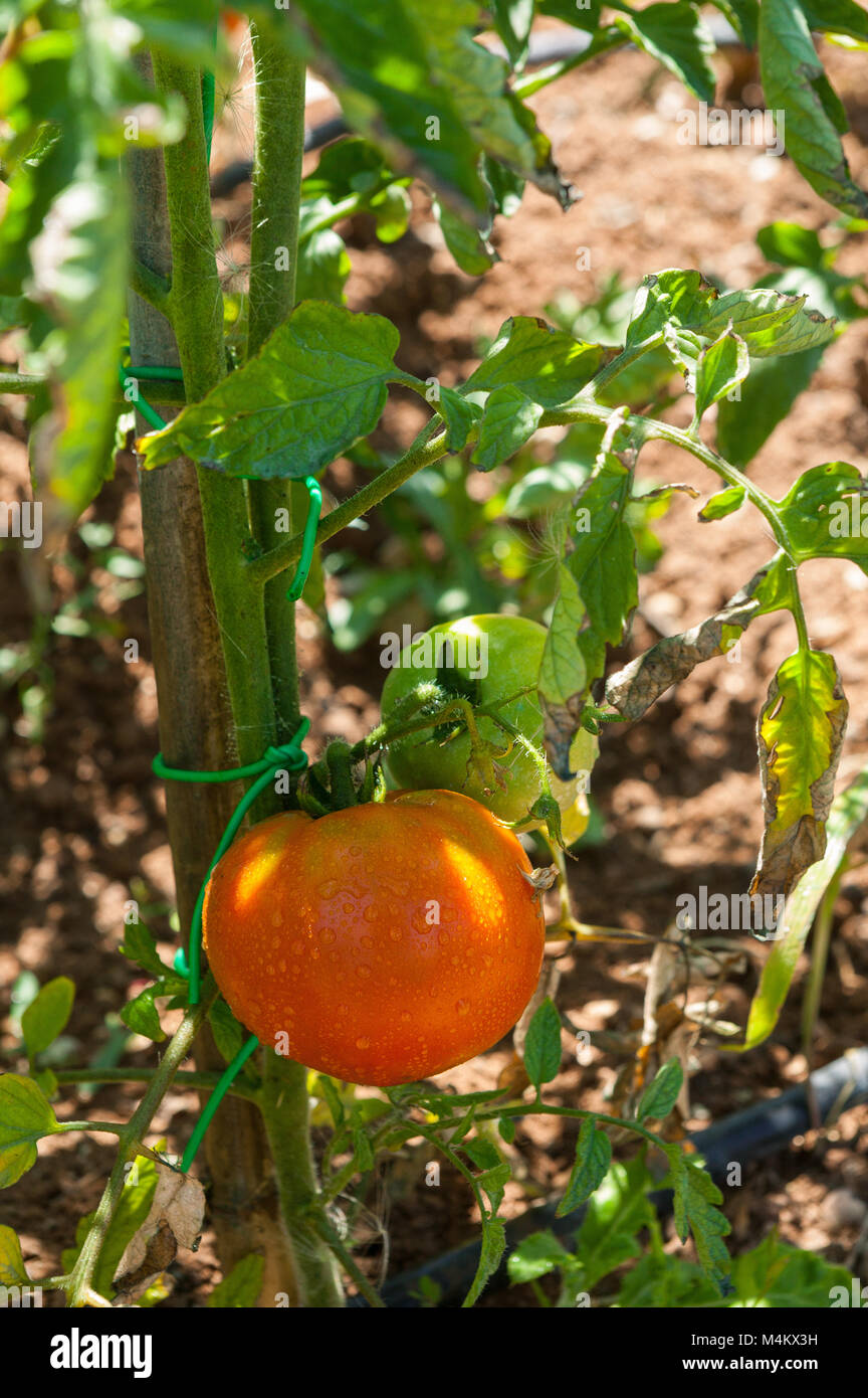 plante de tomate dans le potager. Abruzzes, Italie, Europe Banque D'Images