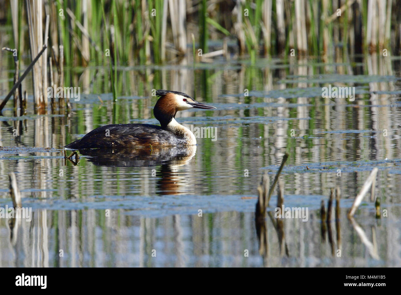 Grèbe Huppé Banque D'Images