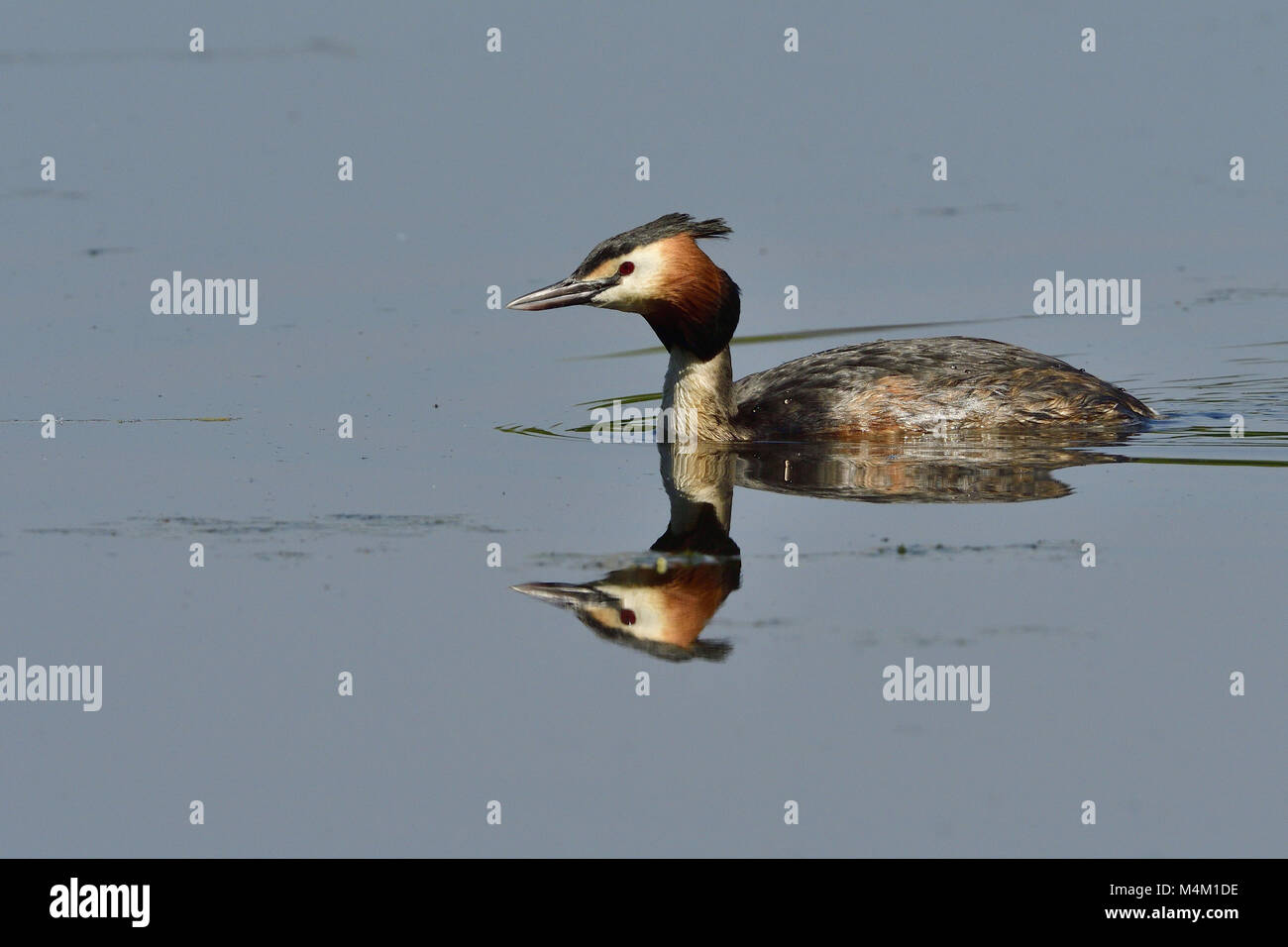 Grèbe huppé Banque D'Images