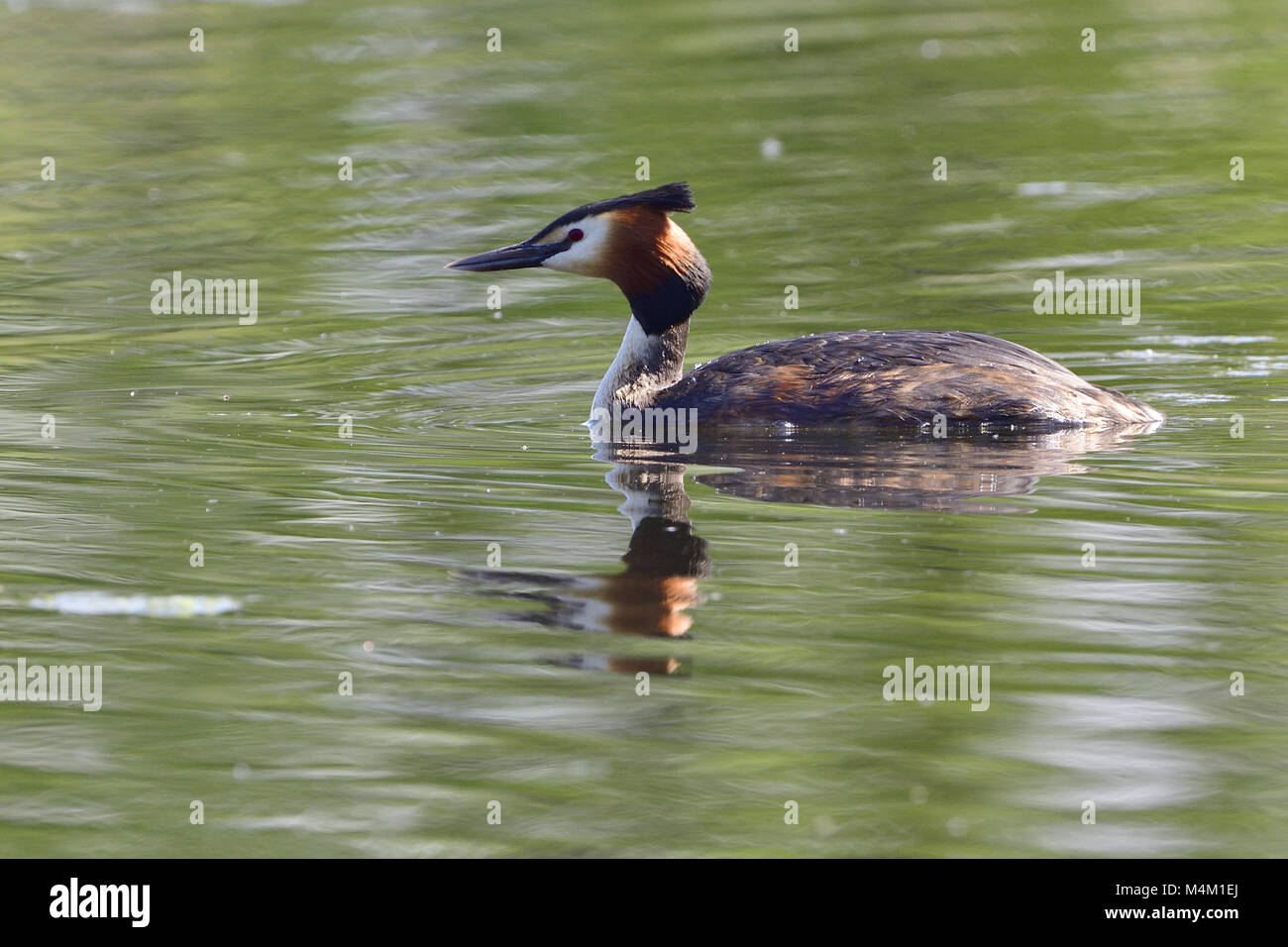 Grèbe huppé Banque D'Images
