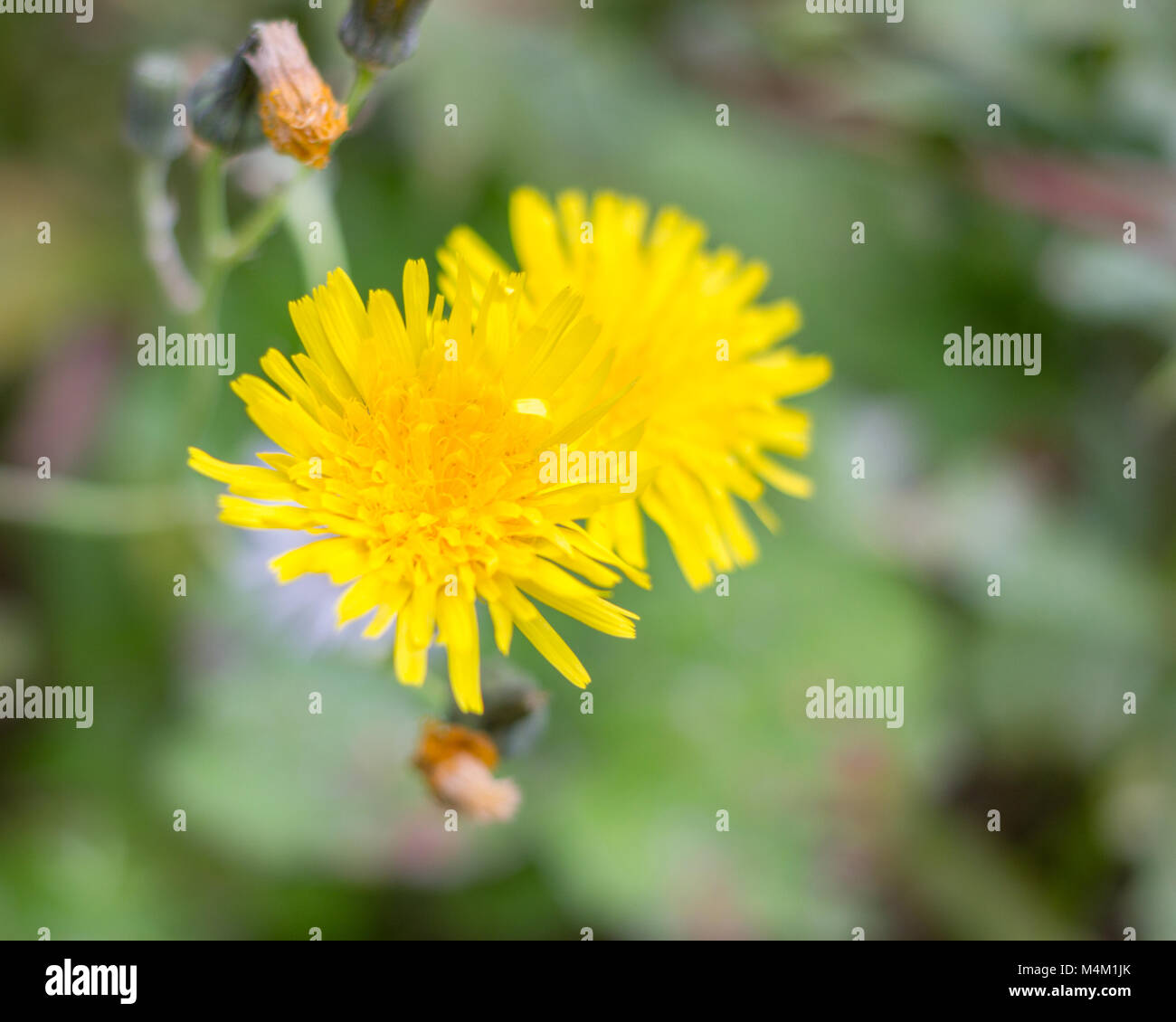 Sonchus oleraceus, fleur d'cerraja dans le premier avion avec des tiges vertes du bas. Arrière-plan flou Banque D'Images