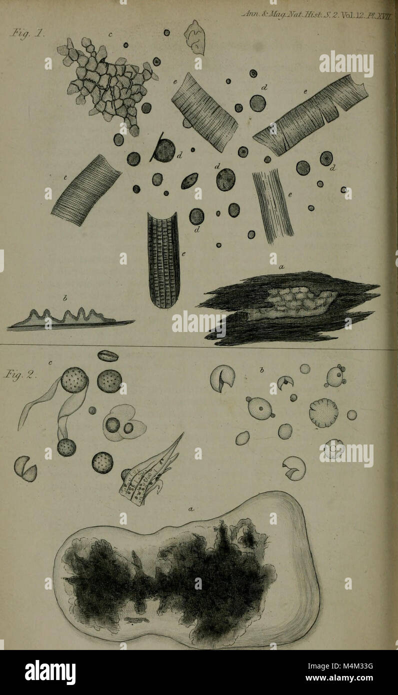 Annales - y compris la zoologie, botanique et géologie (1853) (18223770020) Banque D'Images