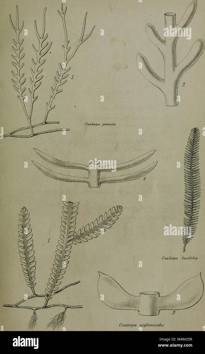 Annales - y compris la zoologie, botanique et géologie (1853) (18385014326) Banque D'Images