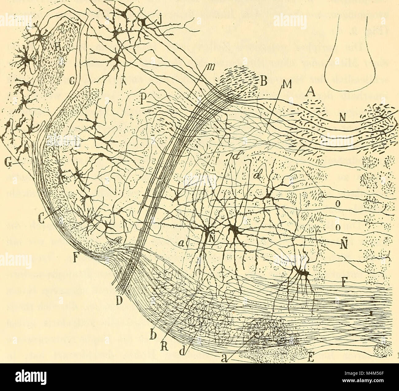 Cette étude allemande de 1896 se concentre sur la médulla oblongata, le cervelet et l'origine des nerfs crâniens, contribuant à la compréhension de la neuroanatomie. Banque D'Images