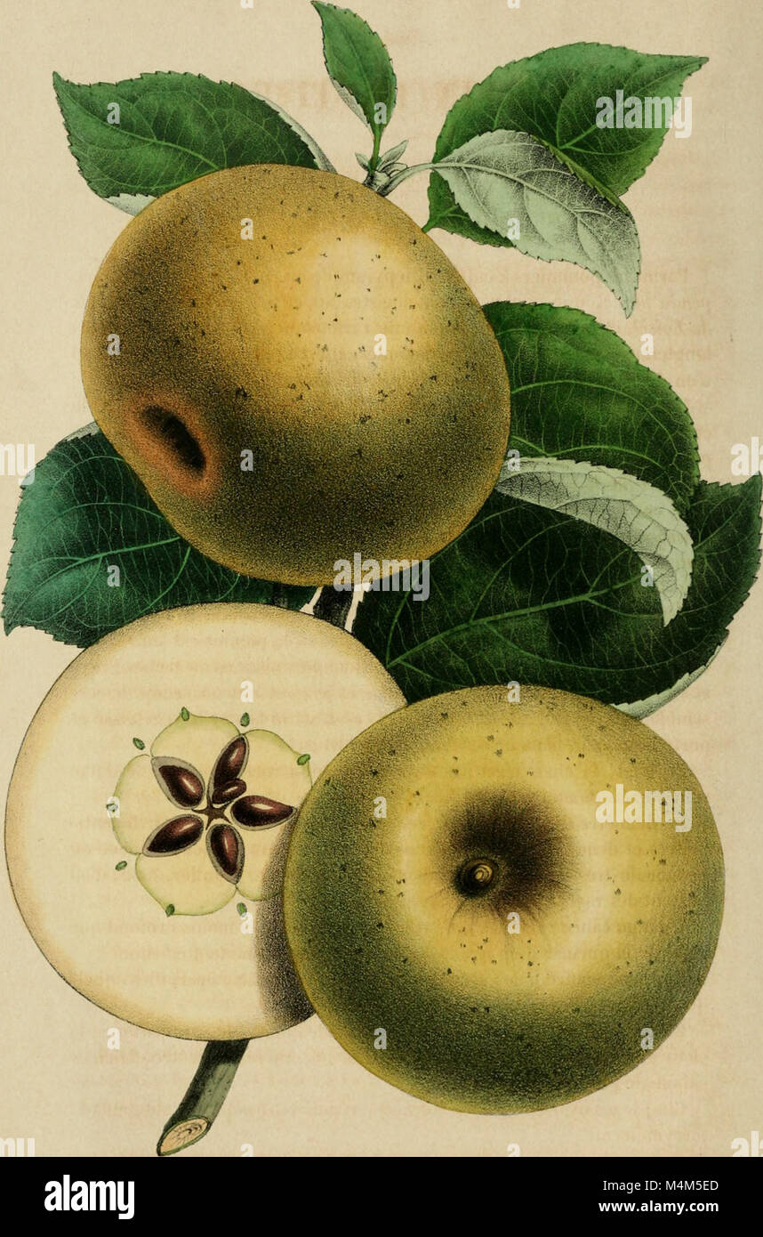 'Belgique horticole' est une revue horticole belge qui couvre des sujets liés au jardinage, à la culture des plantes et aux pratiques horticoles en Belgique. Il donne un aperçu de la scène du jardinage local et des techniques agricoles. Banque D'Images