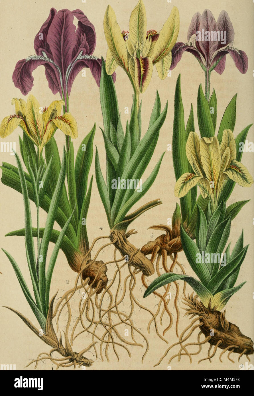 'Belgique horticole' est une publication consacrée à l'horticulture en Belgique. Il fournit des articles détaillés sur la culture des plantes, les techniques de jardinage et le développement des pratiques horticoles belges à la fin du XIXe et au début du XXe siècle. Banque D'Images