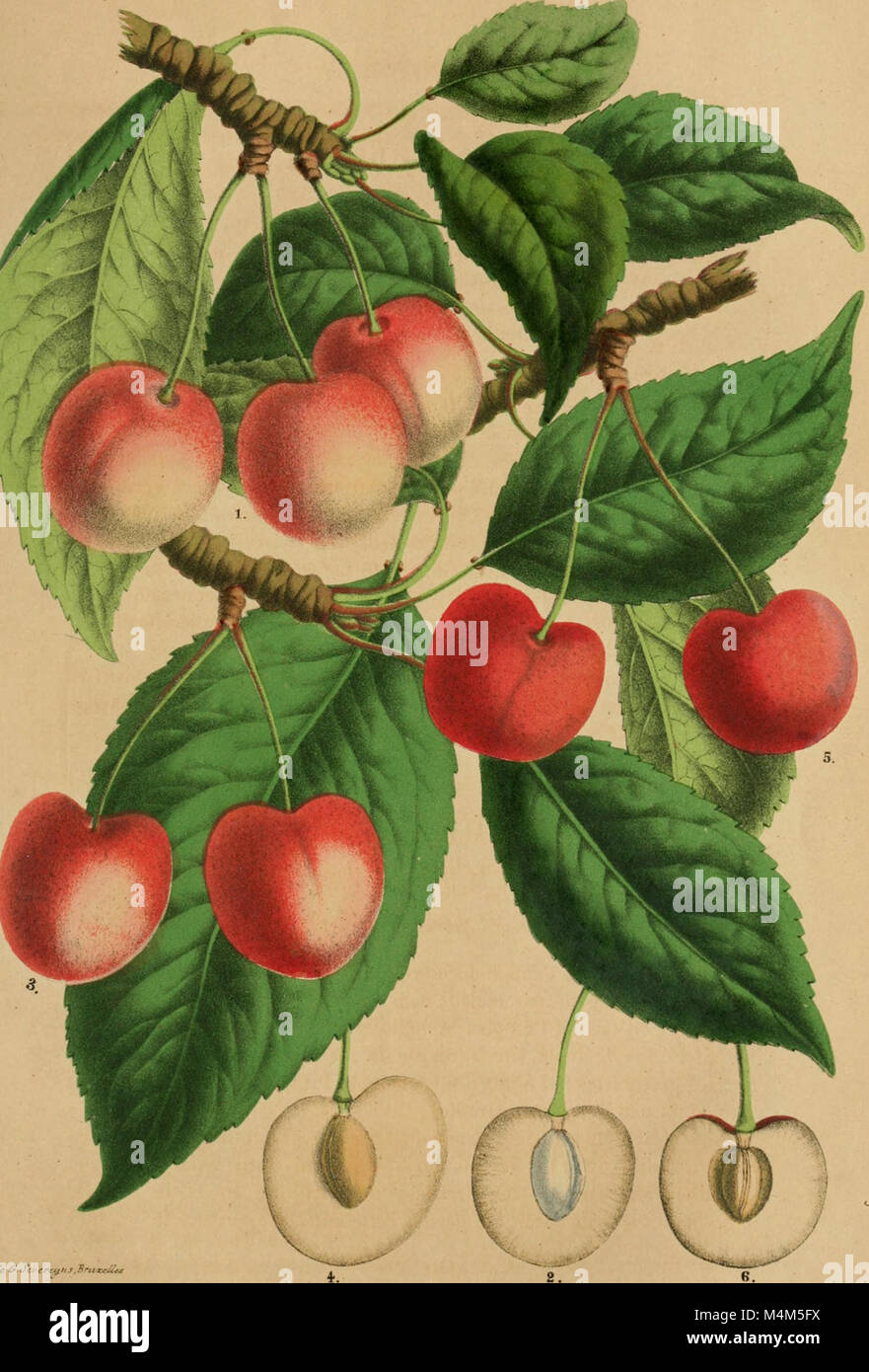 'Belgique horticole' est une revue belge dédiée à l'étude et à la pratique de l'horticulture, qui contient des articles sur la culture des plantes, la conception des jardins et les dernières tendances des pratiques horticoles belges. Banque D'Images