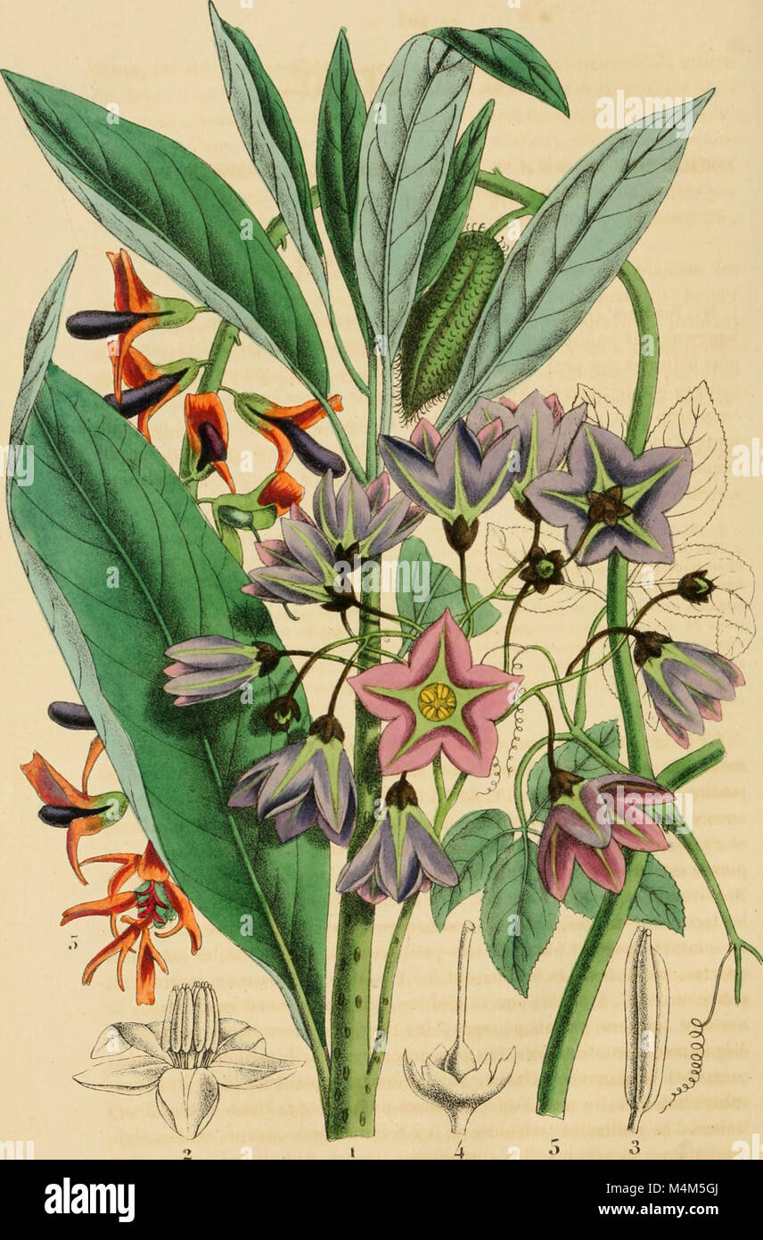 "Belgique horticole" est une publication belge dédiée à l'horticulture, centrée sur la culture des plantes, le jardinage et la floriculture en Belgique. Banque D'Images