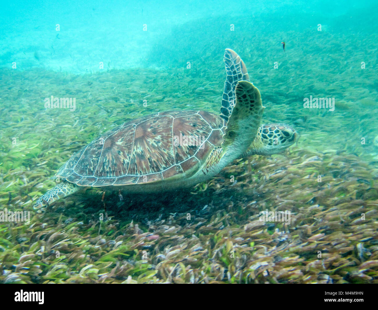 Green Turtle Swimming, Bird Island, Seychelles Banque D'Images