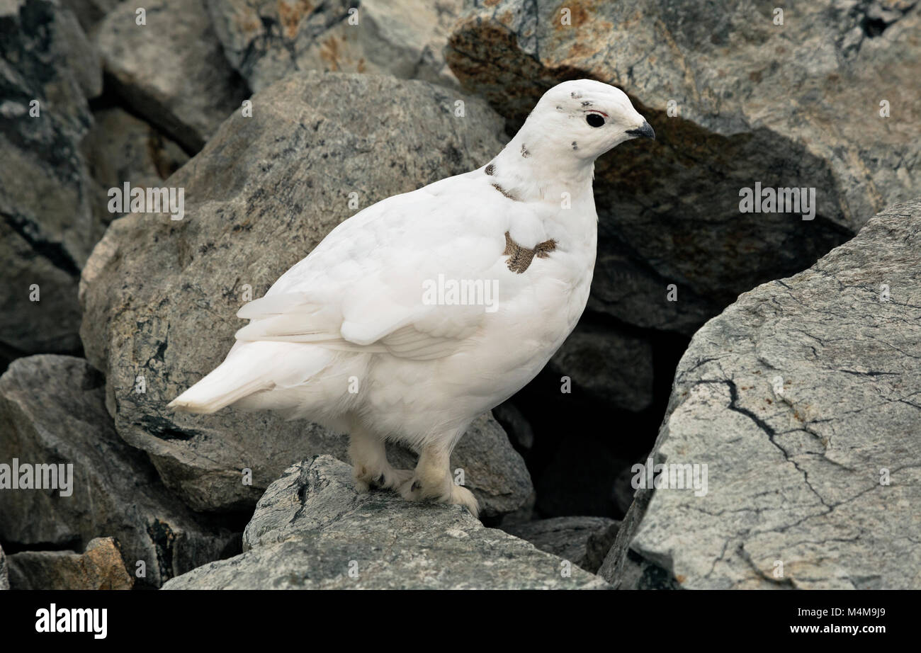 WA13469-00...WASHINGTON - Le lagopède à queue blanche, presque en plumage d'hiver, sur le bras de Sahale dans le Nord Cascades. Banque D'Images