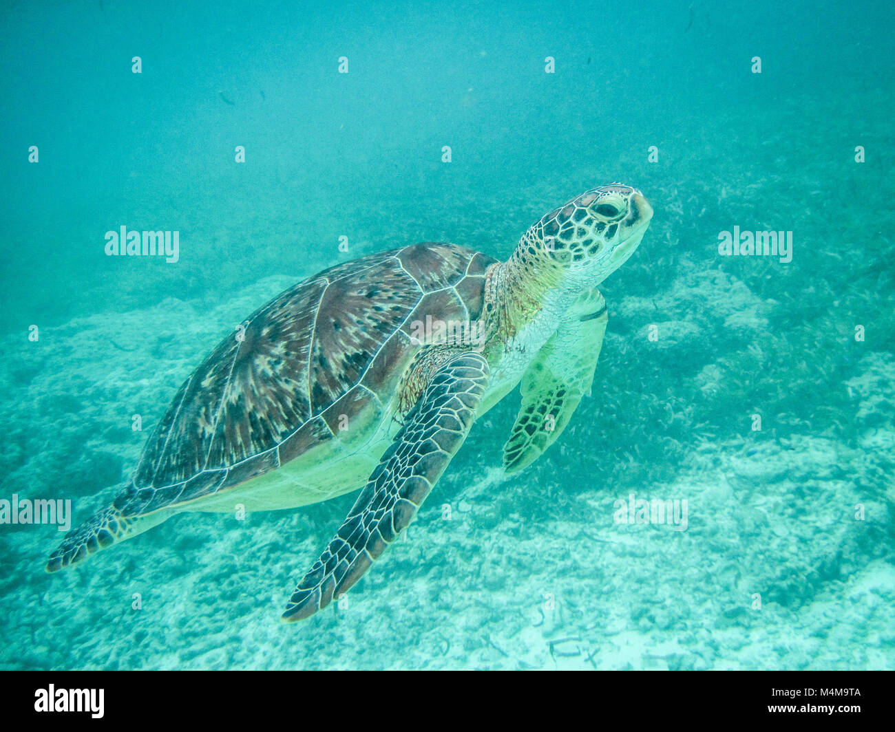 Green Turtle Swimming, Bird Island, Seychelles Banque D'Images