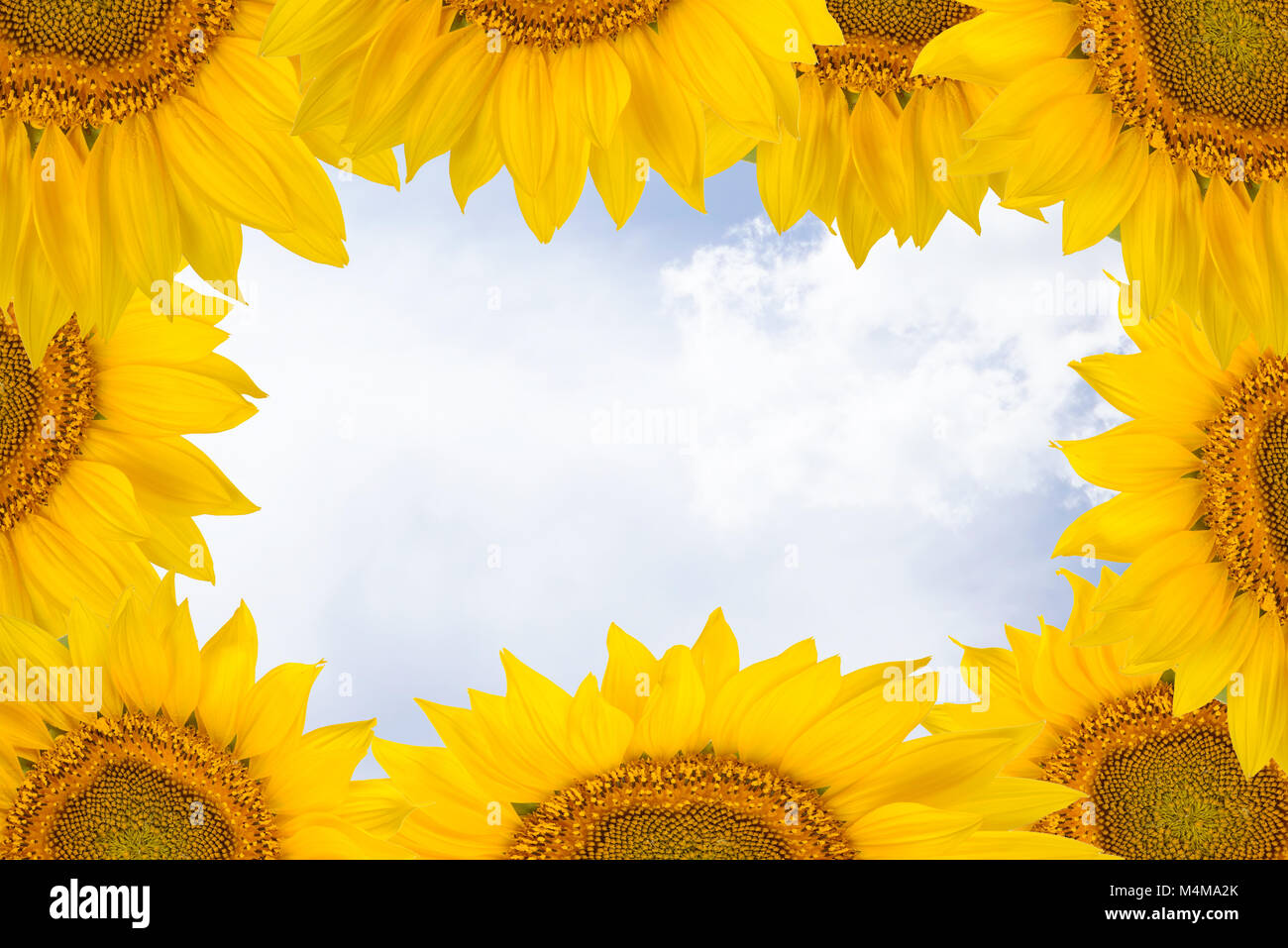 Cadre fait de grandes fleurs de tournesol sur fond de ciel. Espace libre pour le texte. Banque D'Images