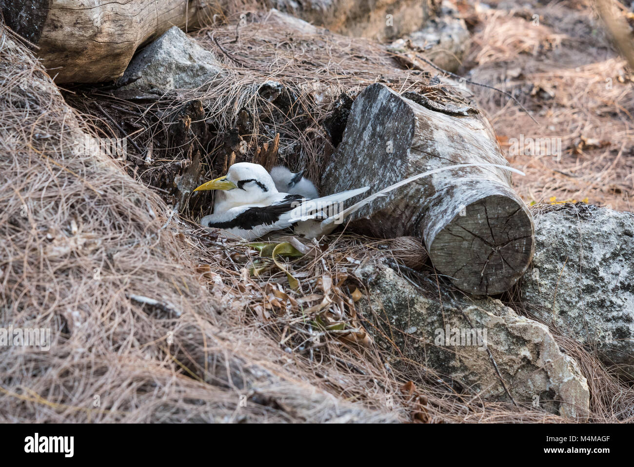 Cerf Tropique La nidification des oiseaux avec Chick, Bird Island, Seychelles Banque D'Images