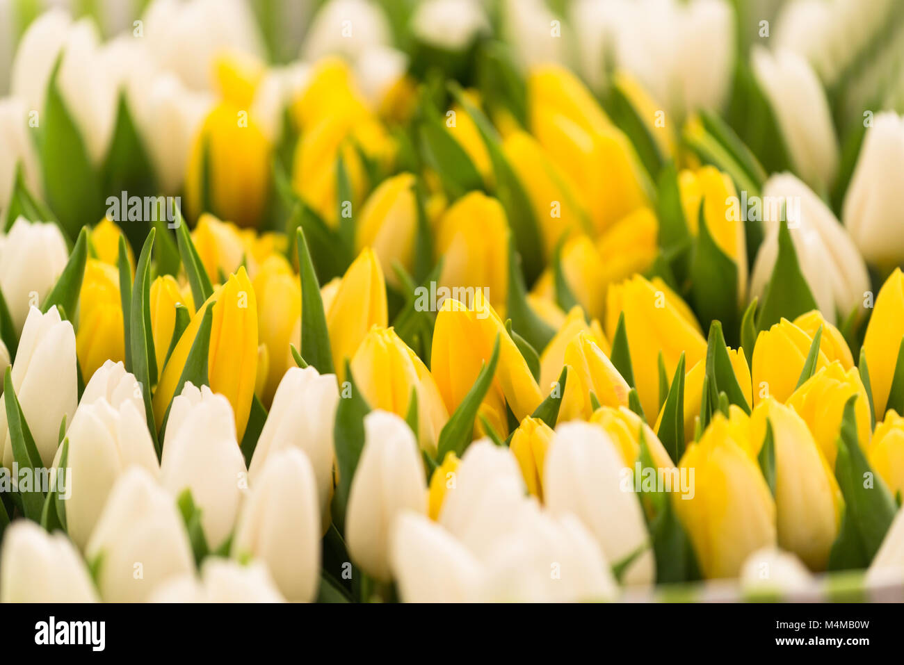 Close-up de tulipes Jaune et Blanc frais Banque D'Images