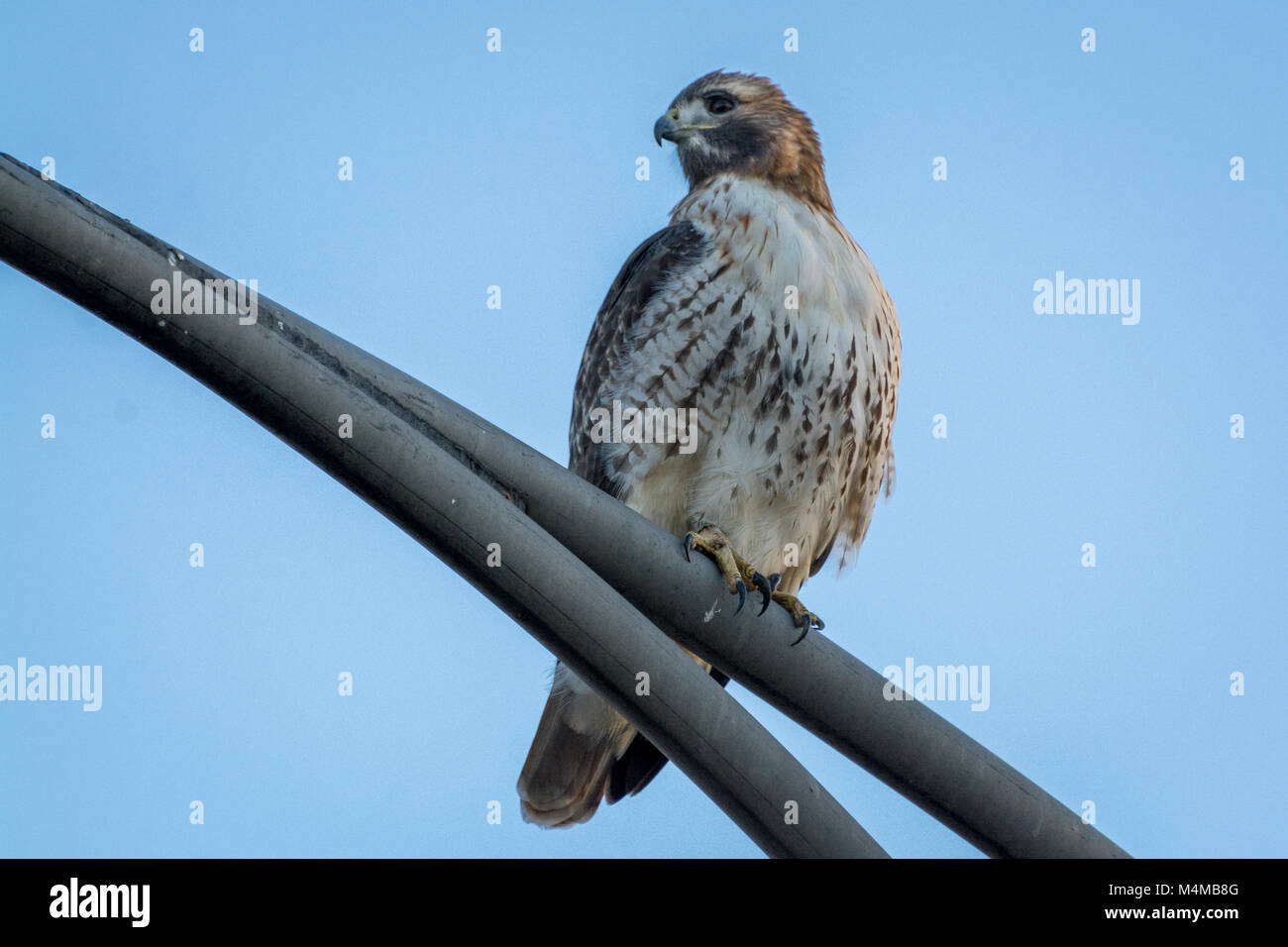 Faucon sur Streetlight Banque D'Images