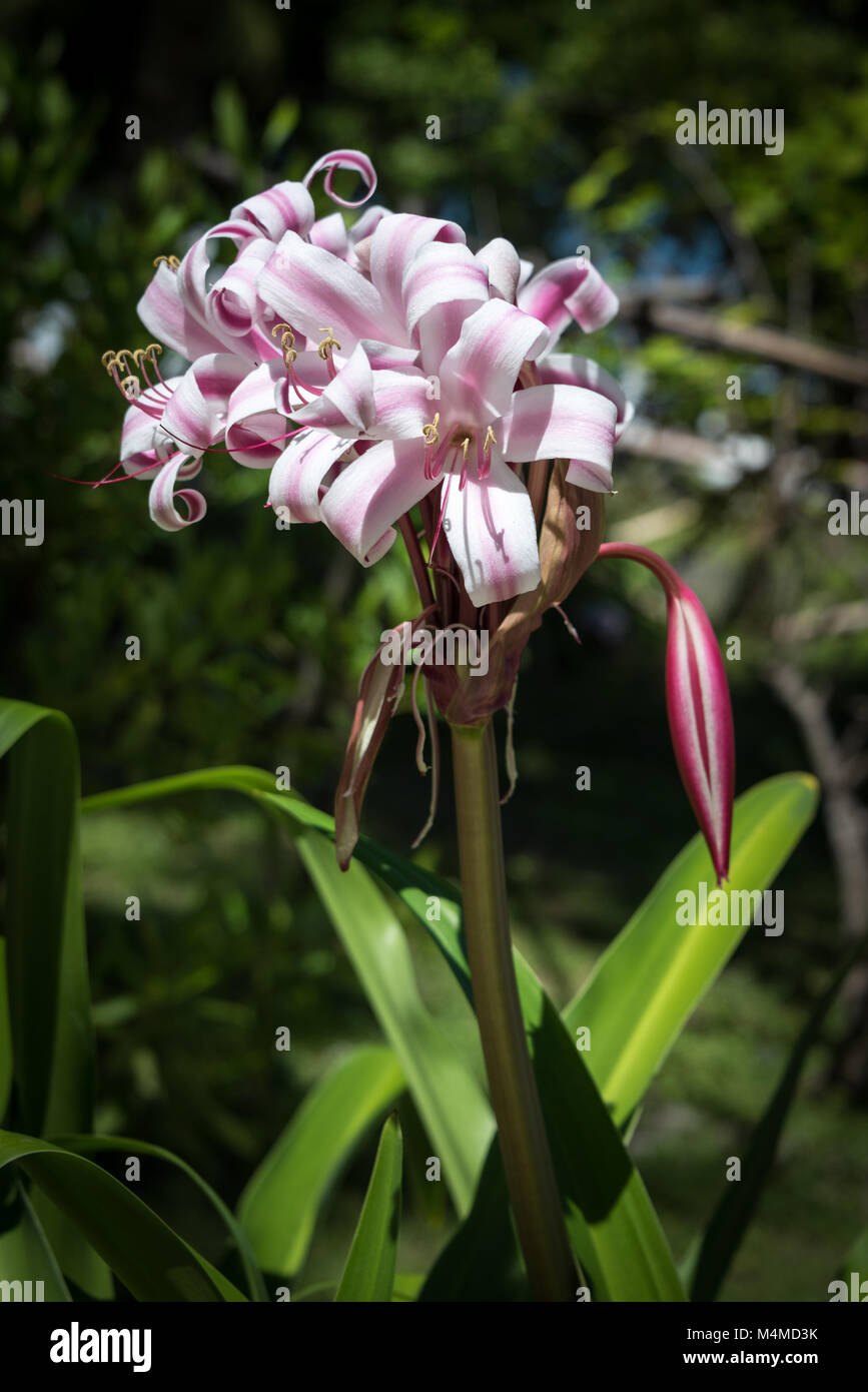 Fleurs à La Union Estate Jardin Botanique, La Digue, Seychelles Banque D'Images