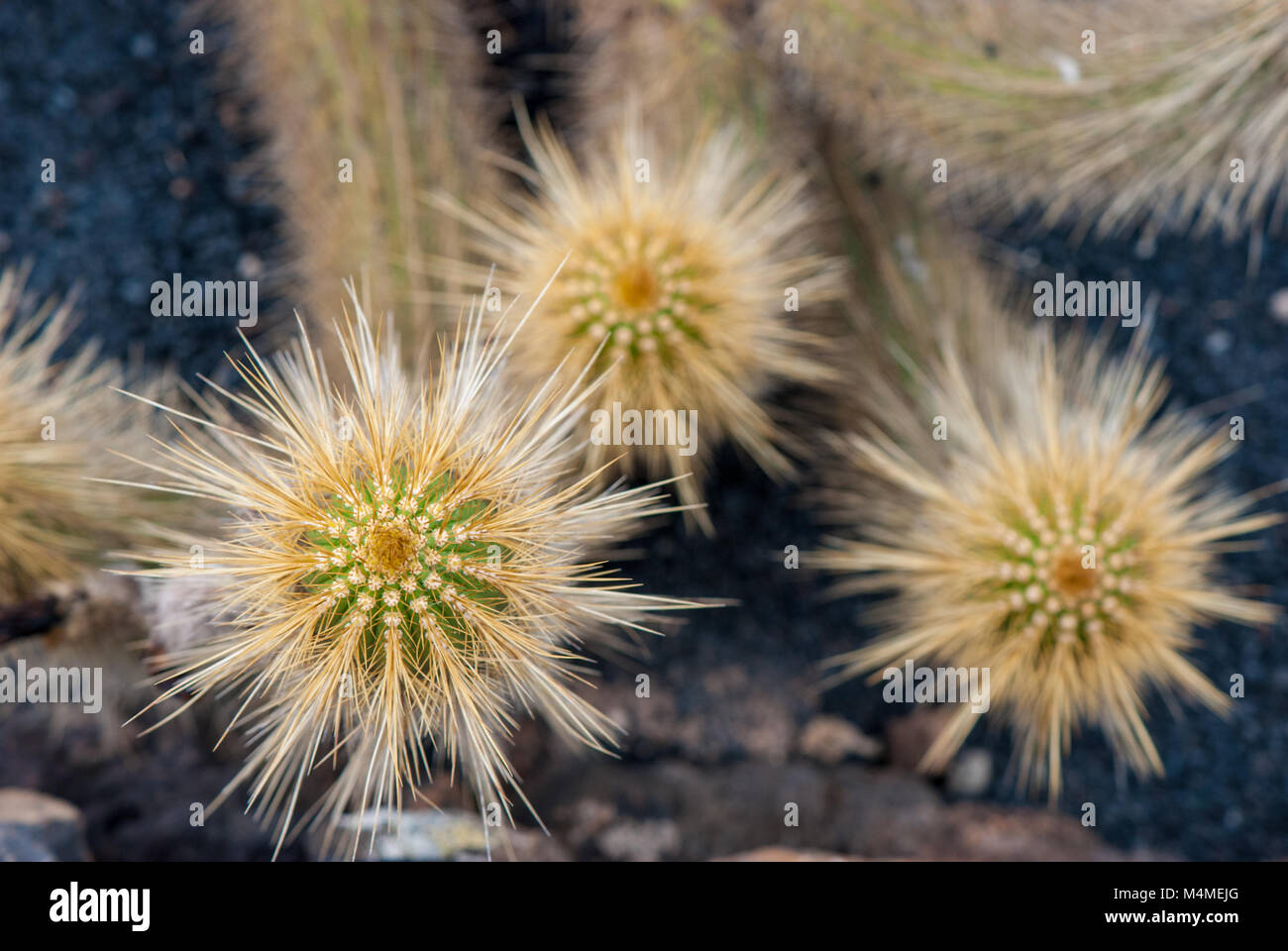 Vue rapprochée, cactus, Echinopsis, thelegonoides Jardin del cactus, Lanzarote, îles Canaries, Espagne Banque D'Images