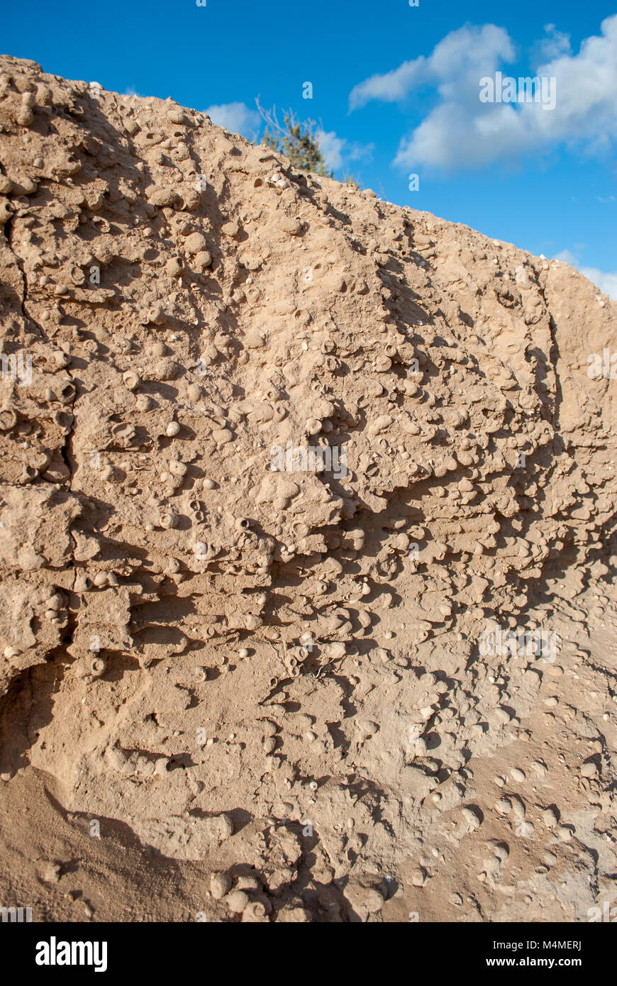 Couche de sable sédimentaire avec des escargots, île de Graciosa, îles de Canaries, Espagne Banque D'Images