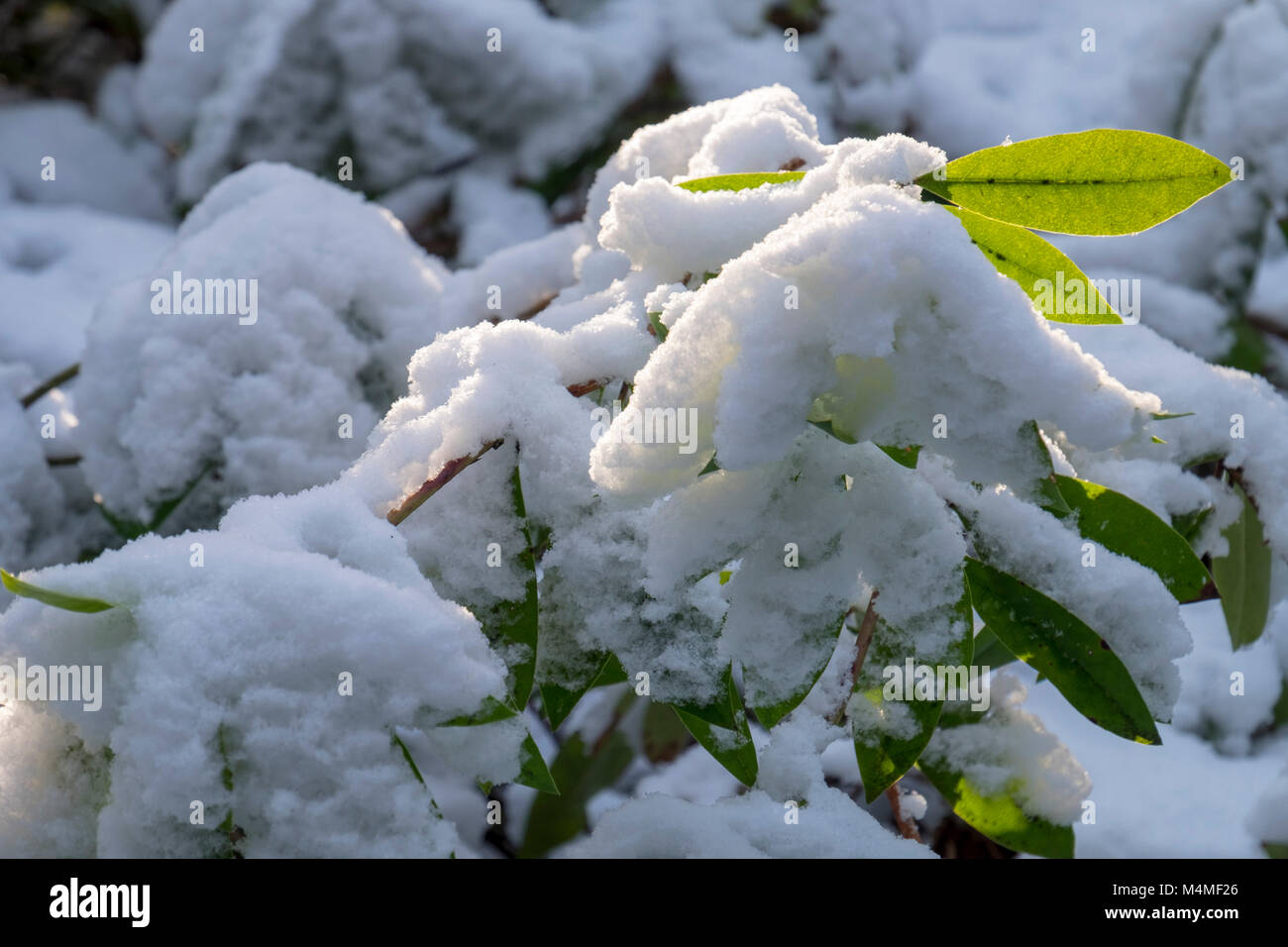 La neige sur les branches Banque D'Images