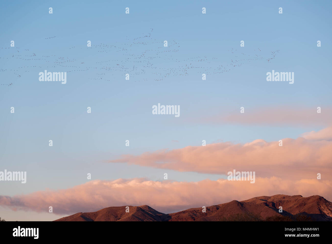 Oie des neiges (Chen caerulescens), troupeau, et des nuages bas sur les montagnes Chupadera, Bosque del Apache National Wildlife Refuge. Nouveau Mexique, USA. Banque D'Images
