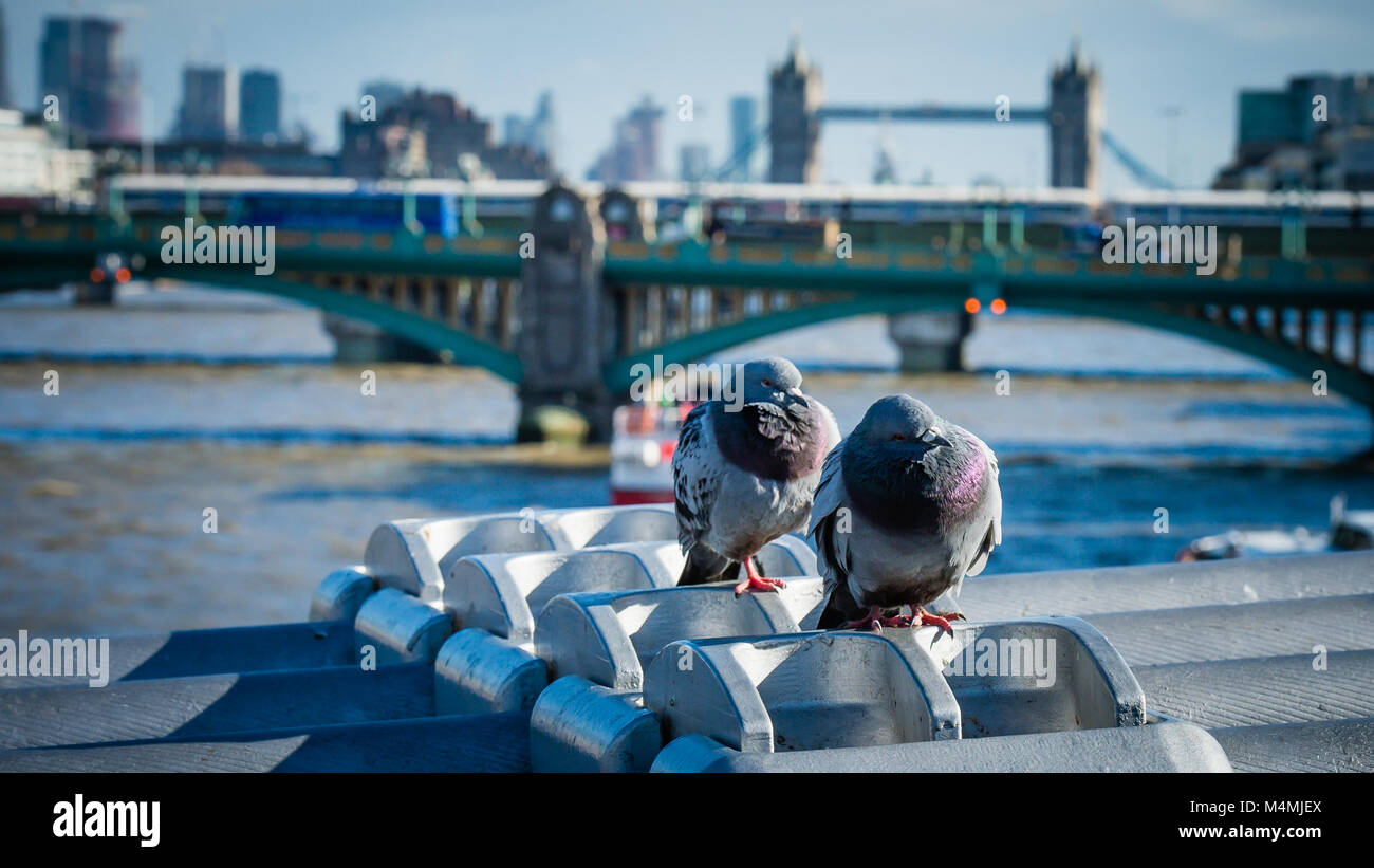 Les pigeons perchés sur le Millennium Bridge sur la Tamise avec un train crossing Black Friars Bridge & Tower Bridge en arrière-plan Banque D'Images