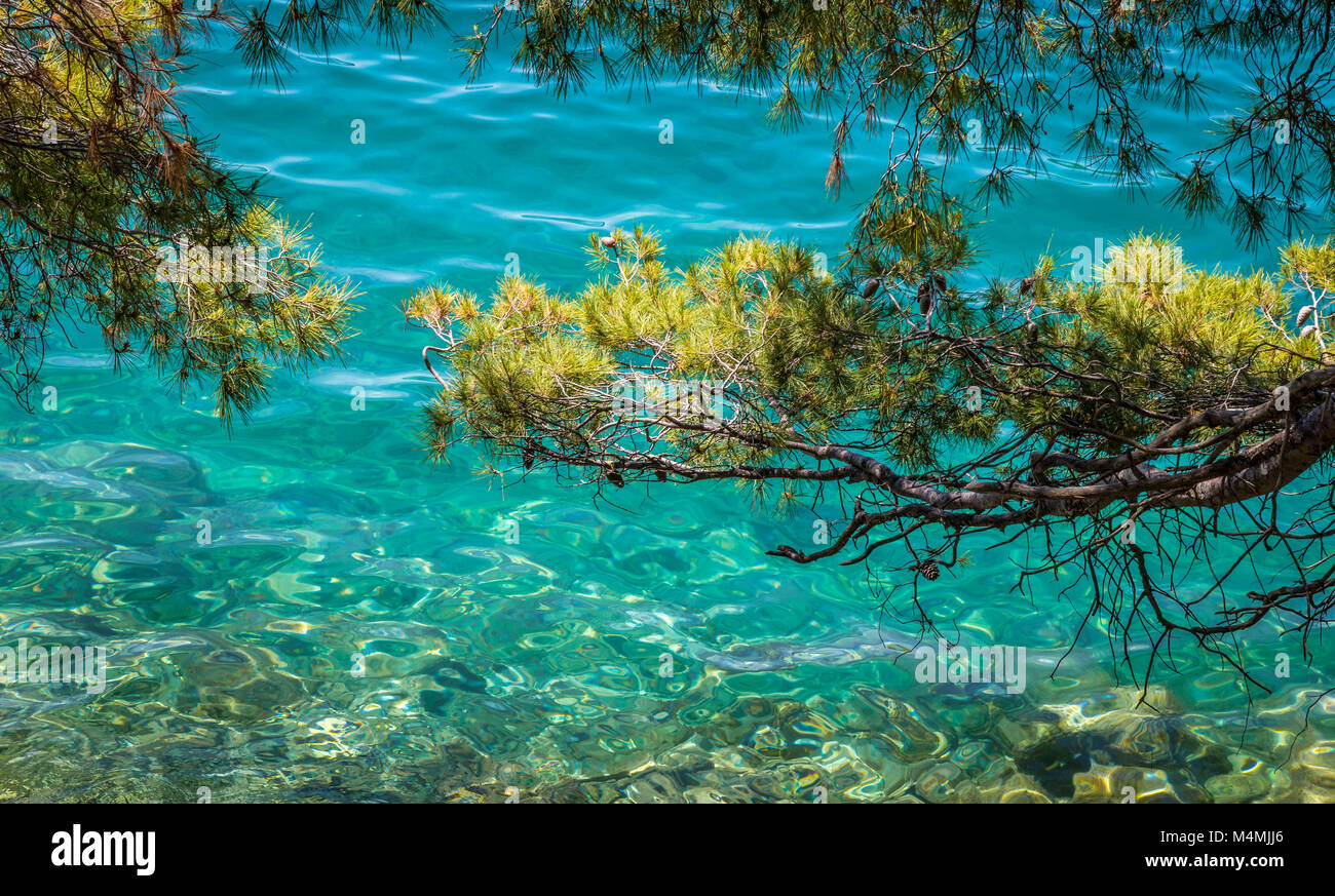 Branches de pin d'Alep contraste avec les eaux turquoise de Jezero Malo la petite mer lac sur l'île de Mljet sur la côte dalmate de la Croatie Banque D'Images