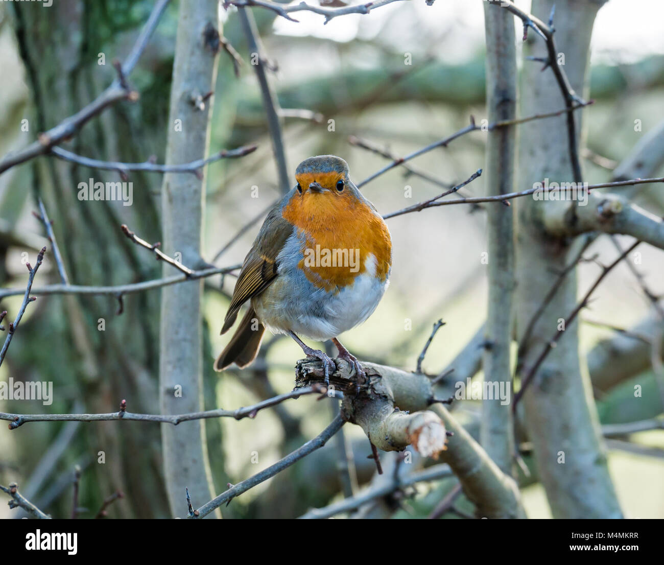 Gros plan sur le rouge-gorge européen, erithacus rubecula, sur une branche arborescente, Ecosse, Royaume-Uni Banque D'Images Gros plan sur le rouge-gorge européen, erithacus rubecula, sur une branche arborescente, Ecosse, Royaume-Uni Banque D'Images