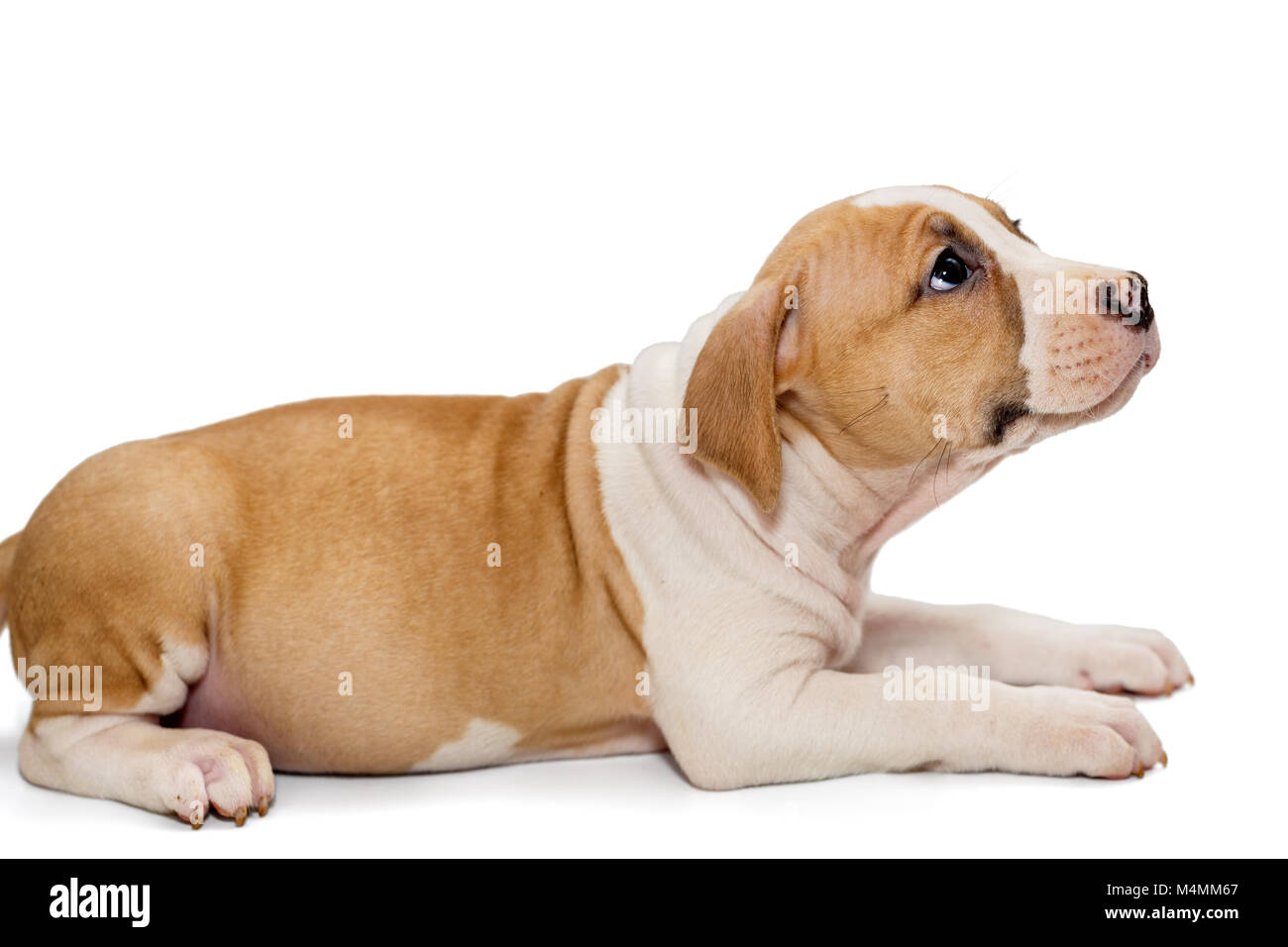 Petit chiot Staffordshire Terrier isolé sur fond blanc Banque D'Images