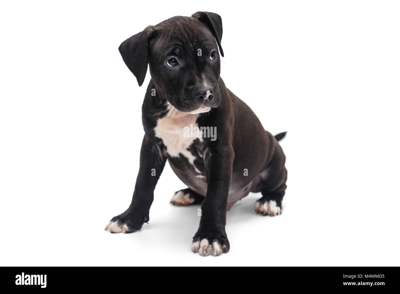 Chiot Staffordshire Terrier Noir isolé sur fond blanc Banque D'Images