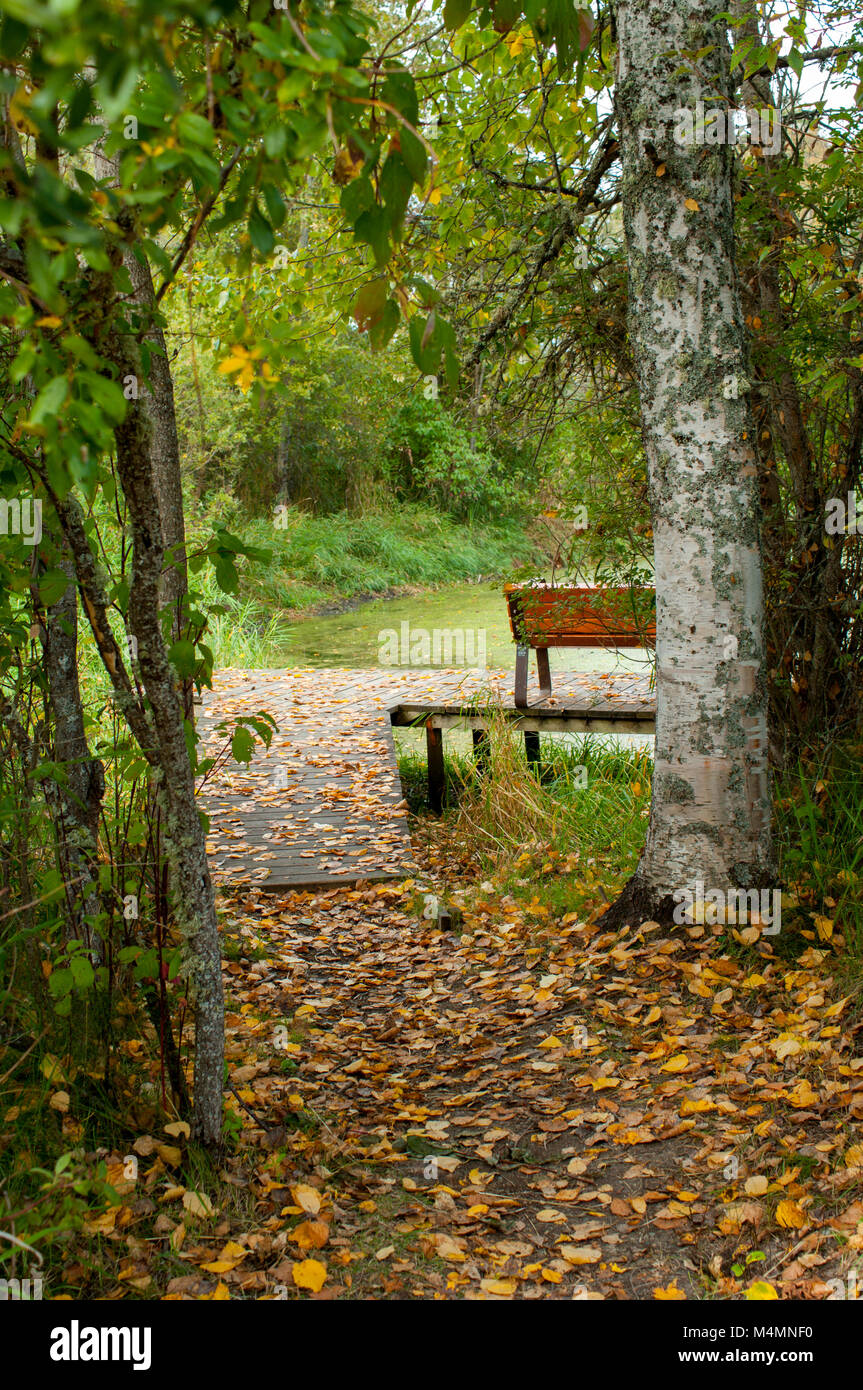 Sentier de la forêt couverte de feuilles d'automne menant au banc de parc sur la promenade surplombant étang, orientation verticale Banque D'Images